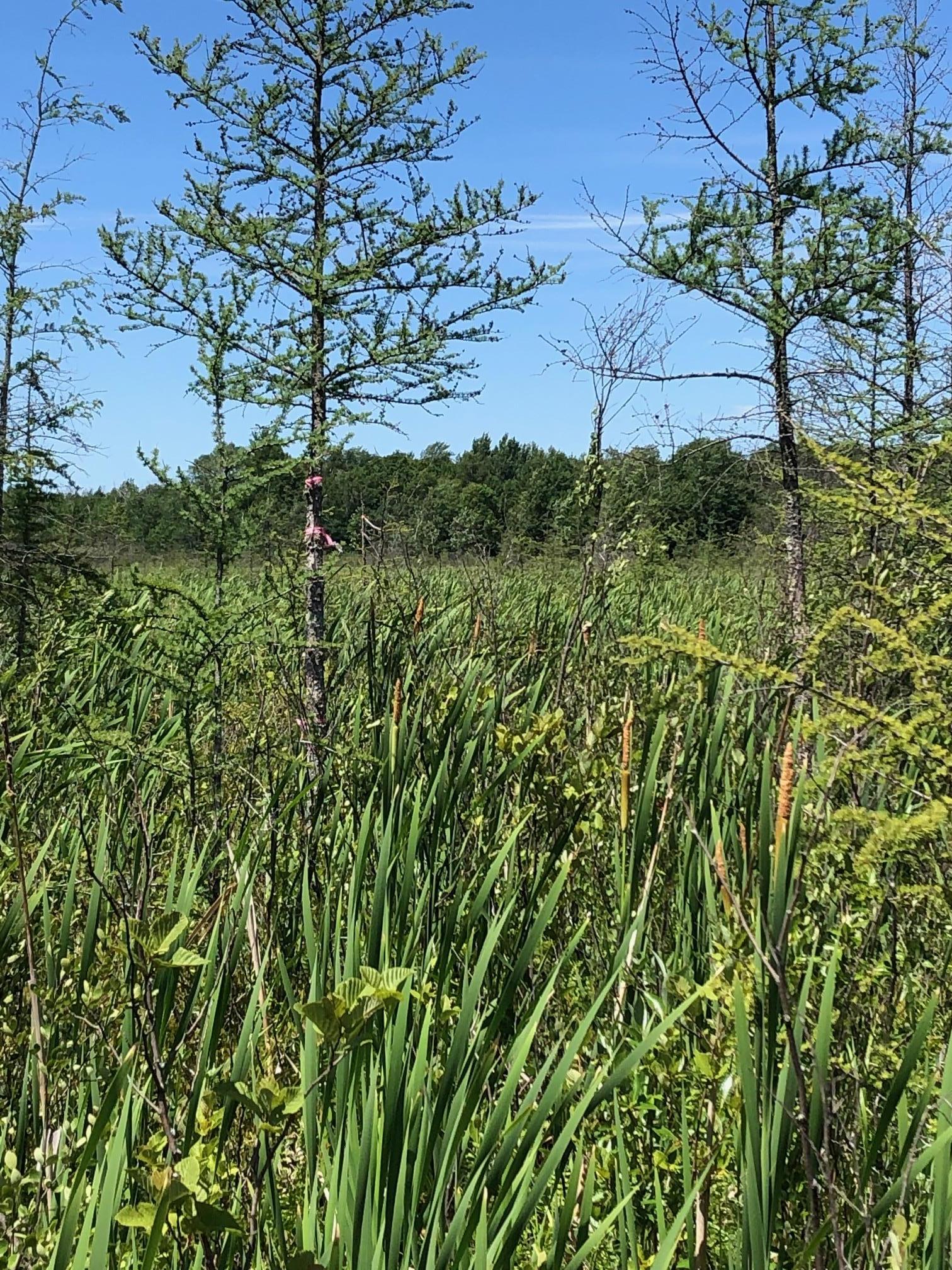land for sale at TBD 248th Place in McGregor, MN (photo 15 of 19)