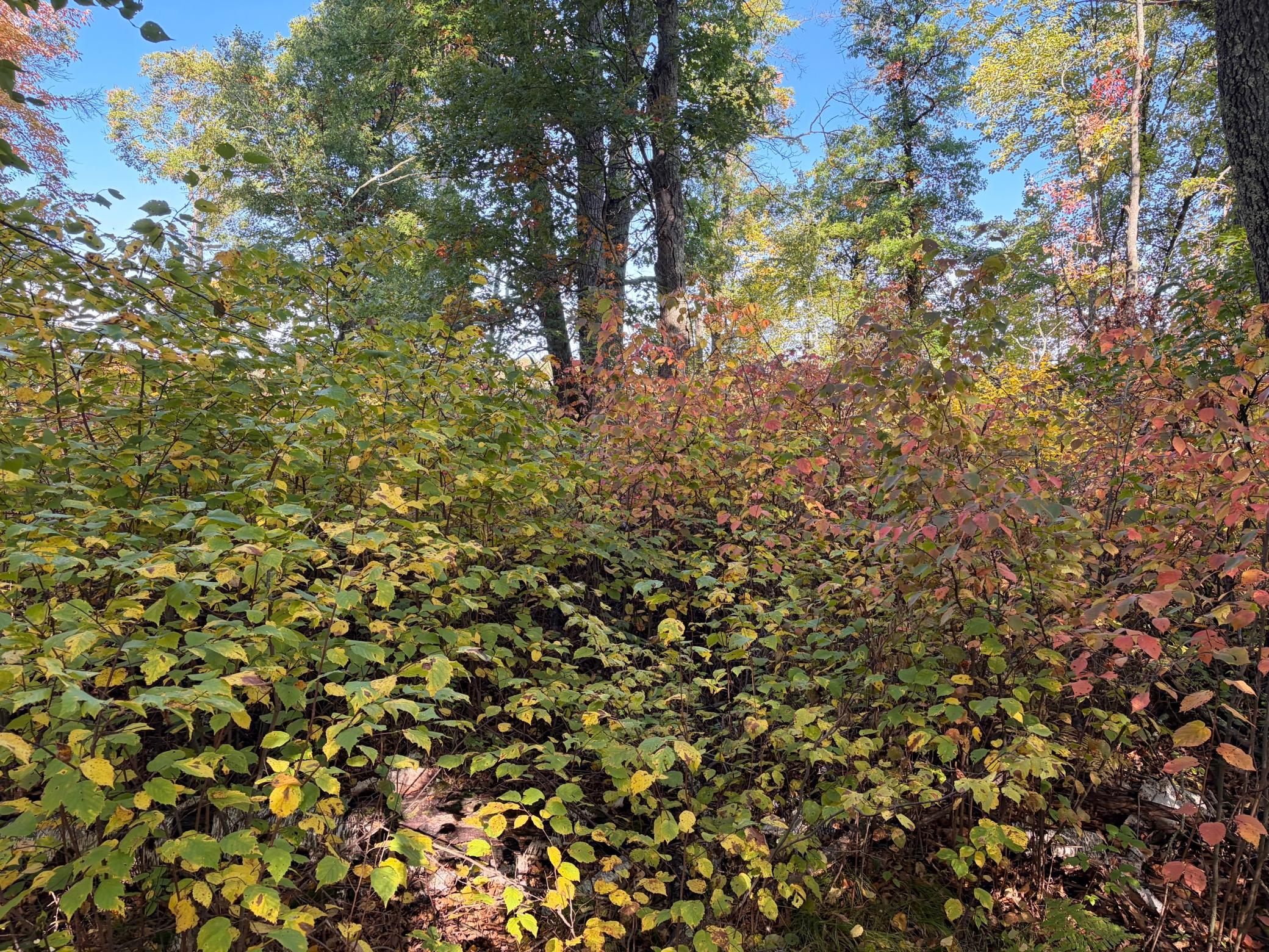 land for sale at TBD 248th Place in McGregor, MN (photo 8 of 19)