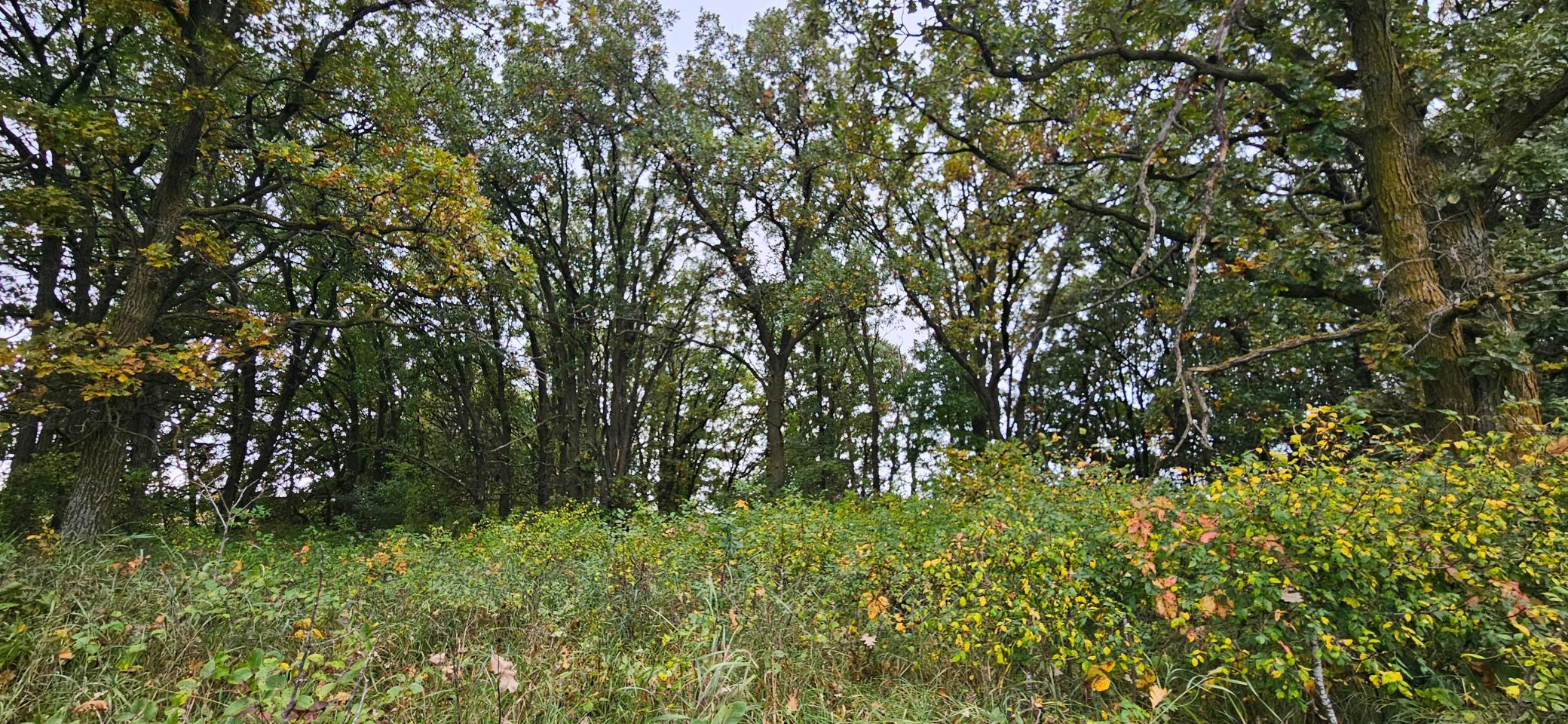 land for sale at tbd County Highway 127 in Ottertail, MN (photo 5 of 7)