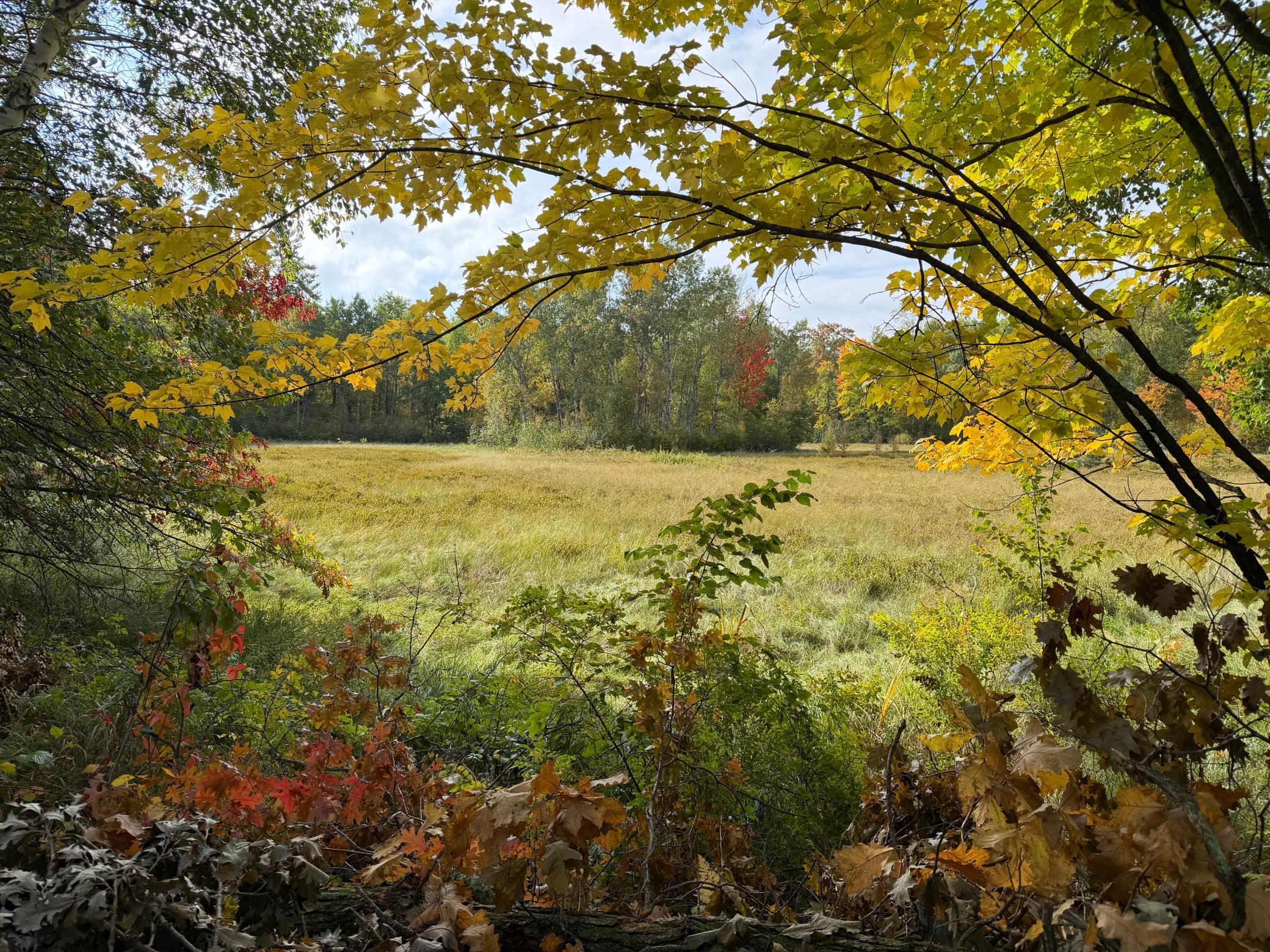 land for sale at 4558 Angelas Drive in Pine River, MN (photo 11 of 88)