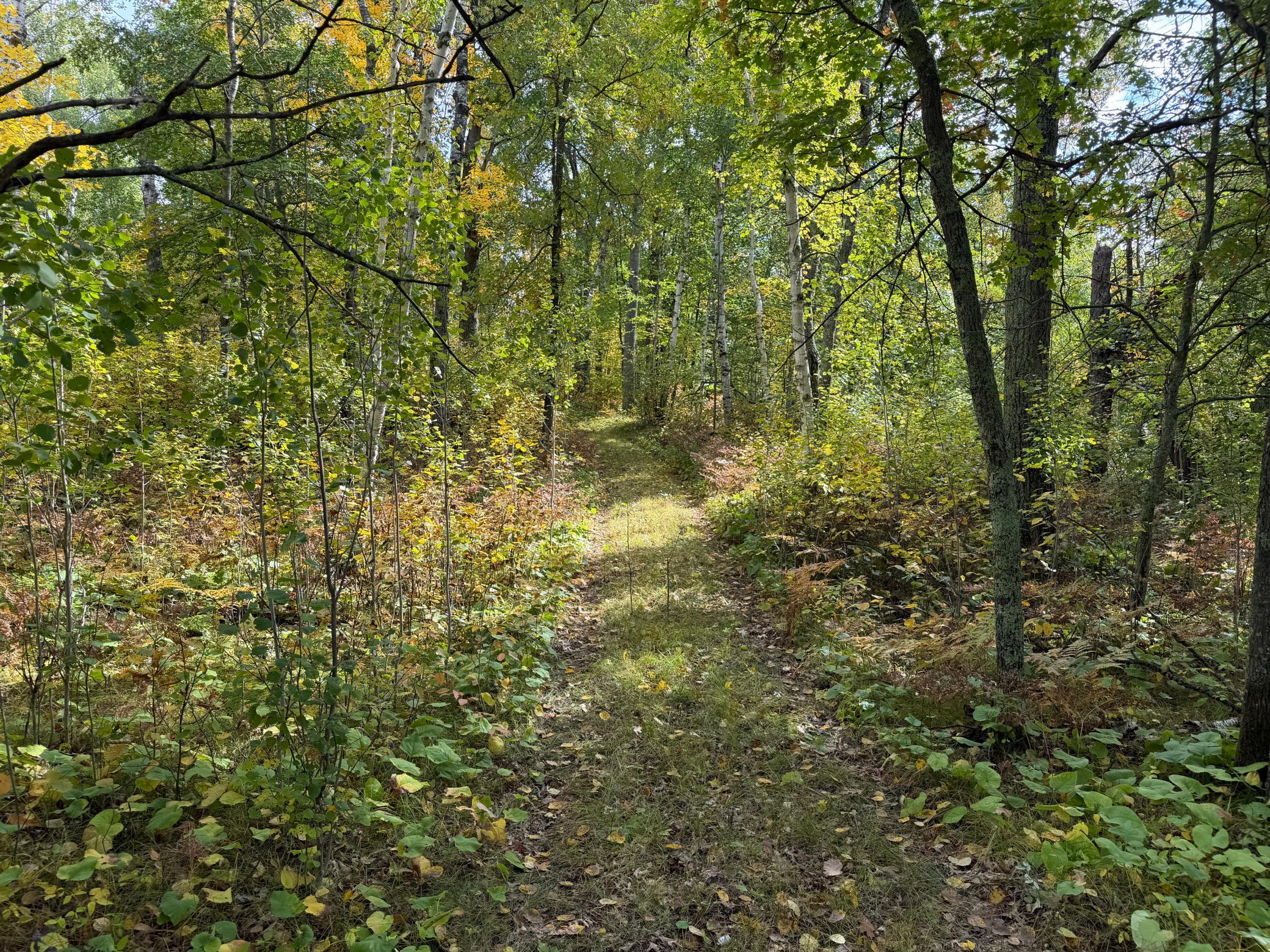 land for sale at 4558 Angelas Drive in Pine River, MN (photo 14 of 88)