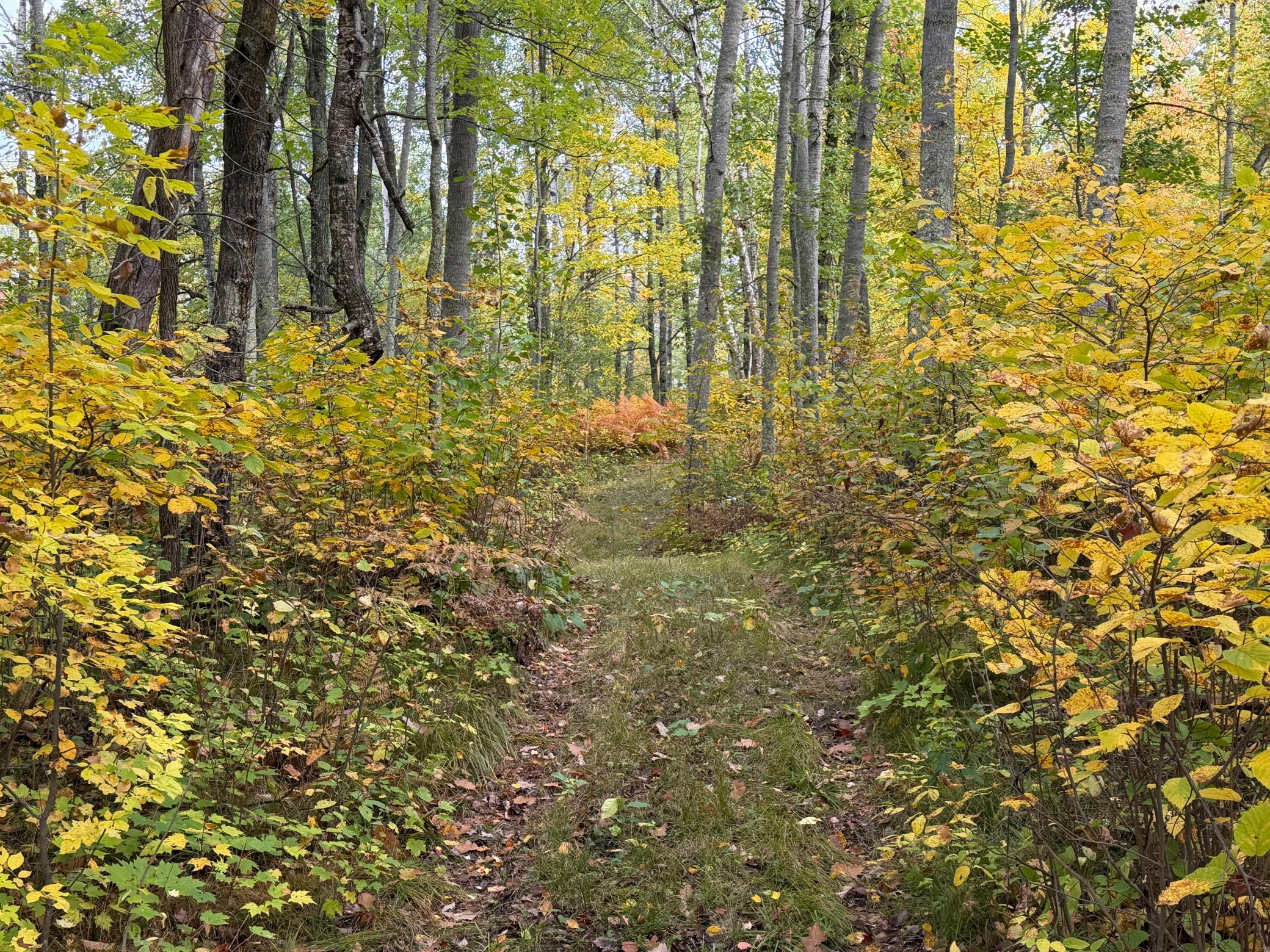 land for sale at 4558 Angelas Drive in Pine River, MN (photo 17 of 88)
