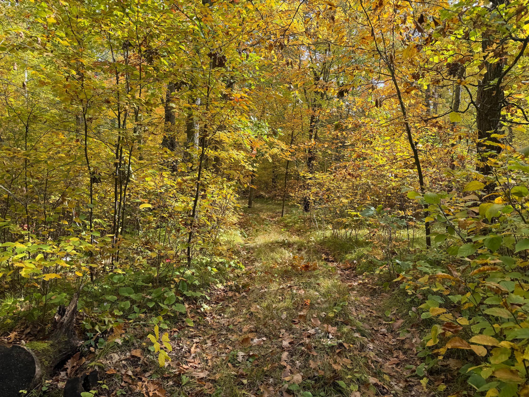 land for sale at 4558 Angelas Drive in Pine River, MN (photo 18 of 88)