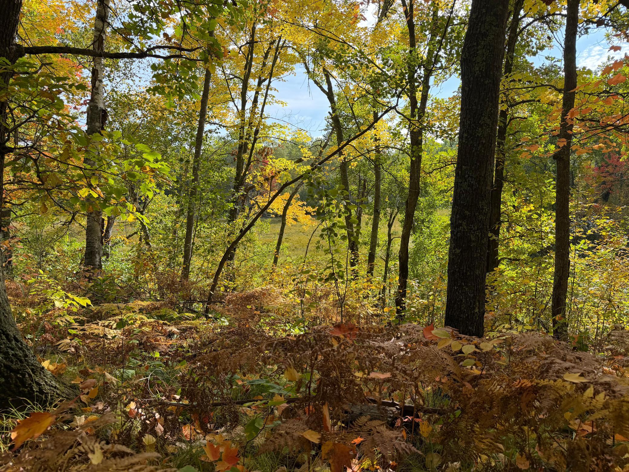 land for sale at 4558 Angelas Drive in Pine River, MN (photo 19 of 88)