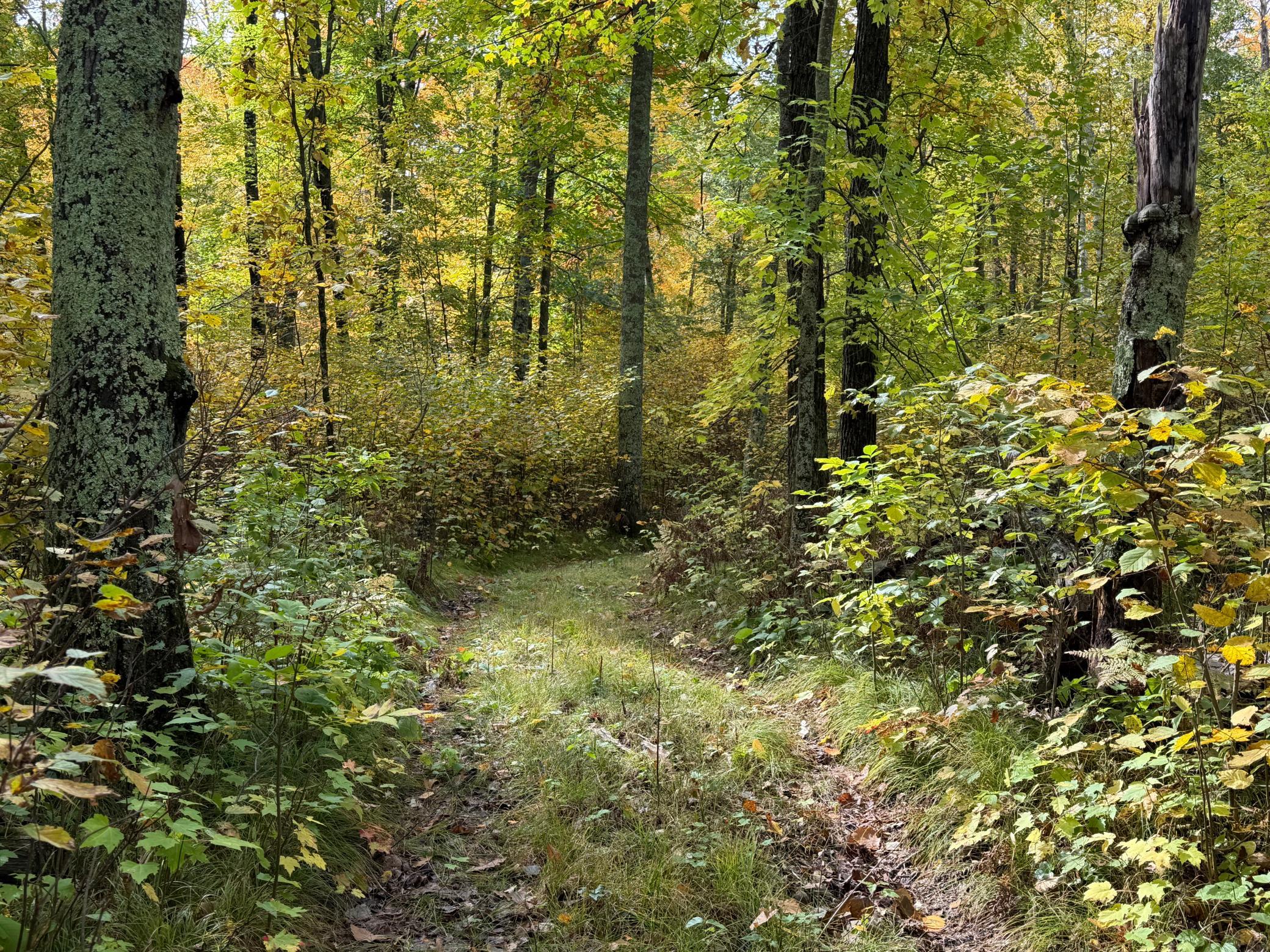 land for sale at 4558 Angelas Drive in Pine River, MN (photo 21 of 88)