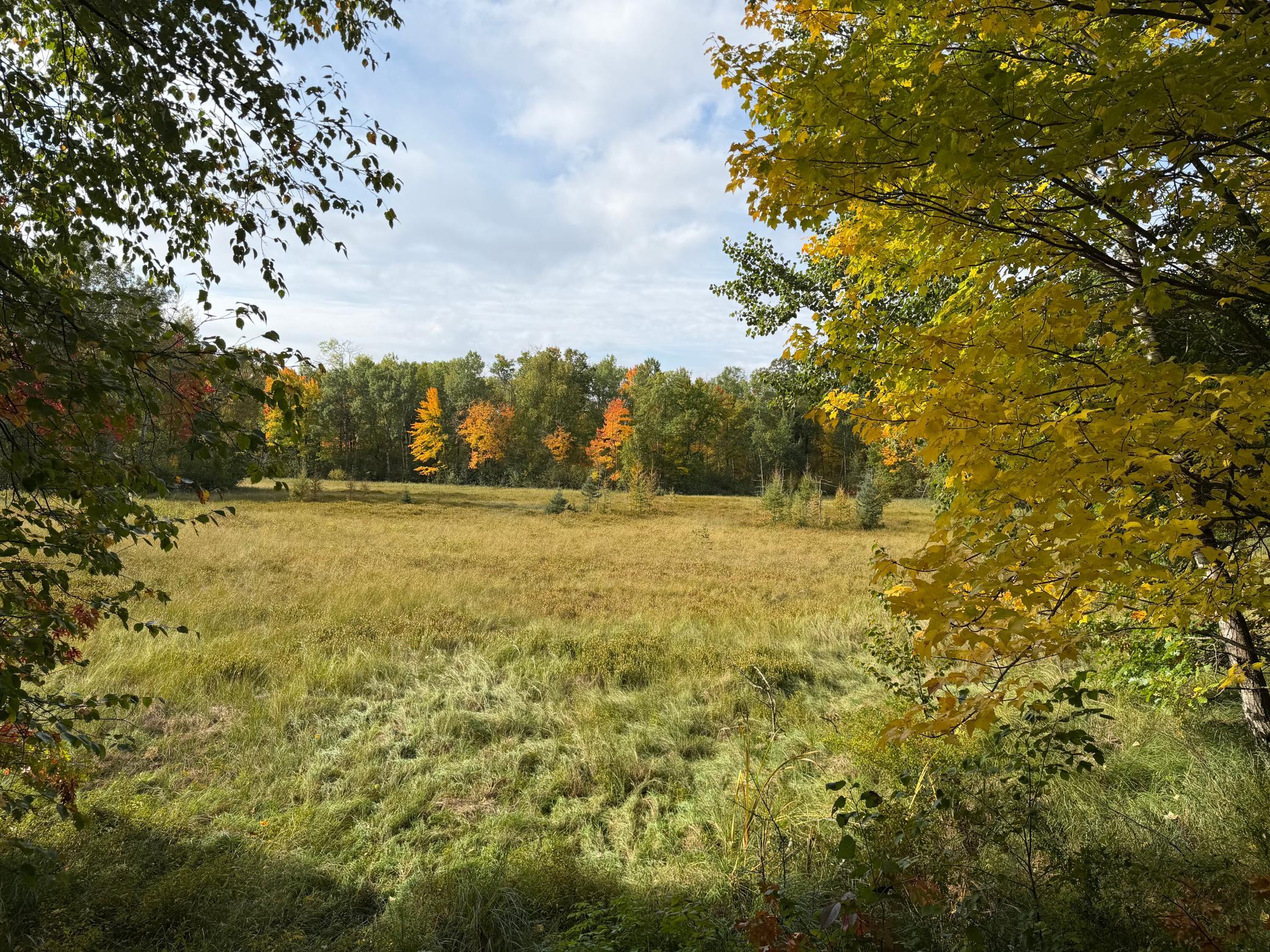 land for sale at 4558 Angelas Drive in Pine River, MN (photo 22 of 88)
