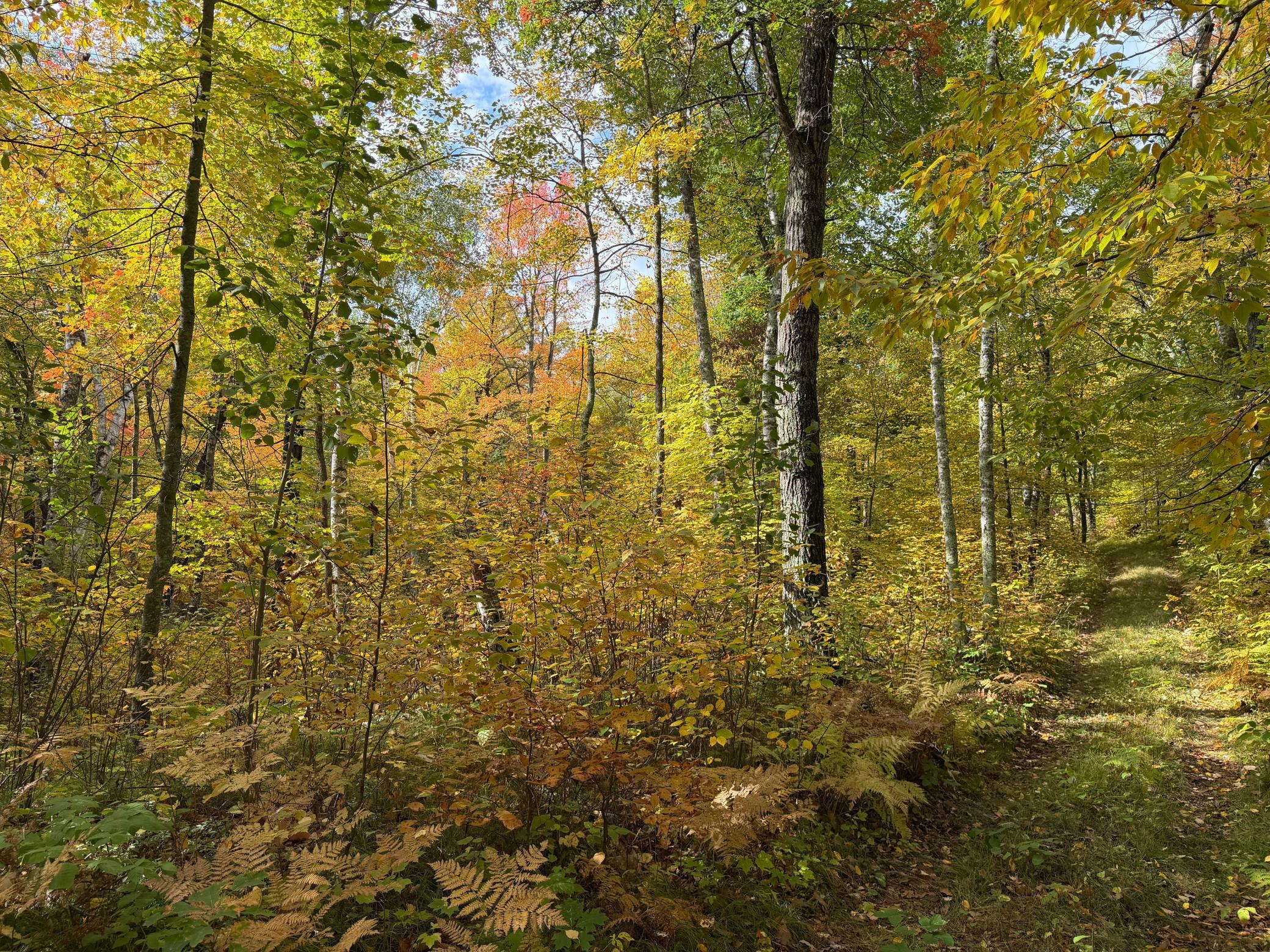 land for sale at 4558 Angelas Drive in Pine River, MN (photo 23 of 88)