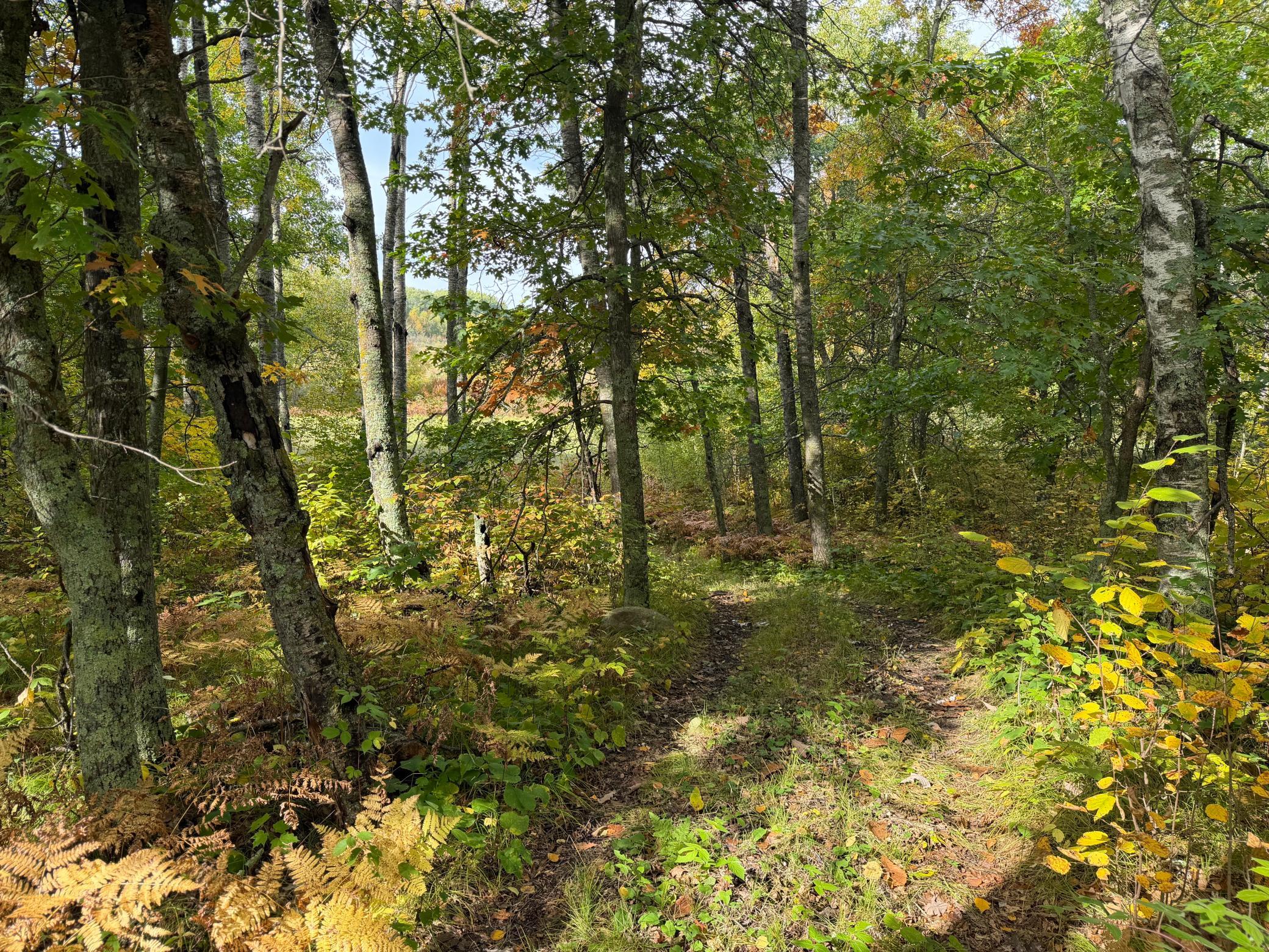 land for sale at 4558 Angelas Drive in Pine River, MN (photo 24 of 88)