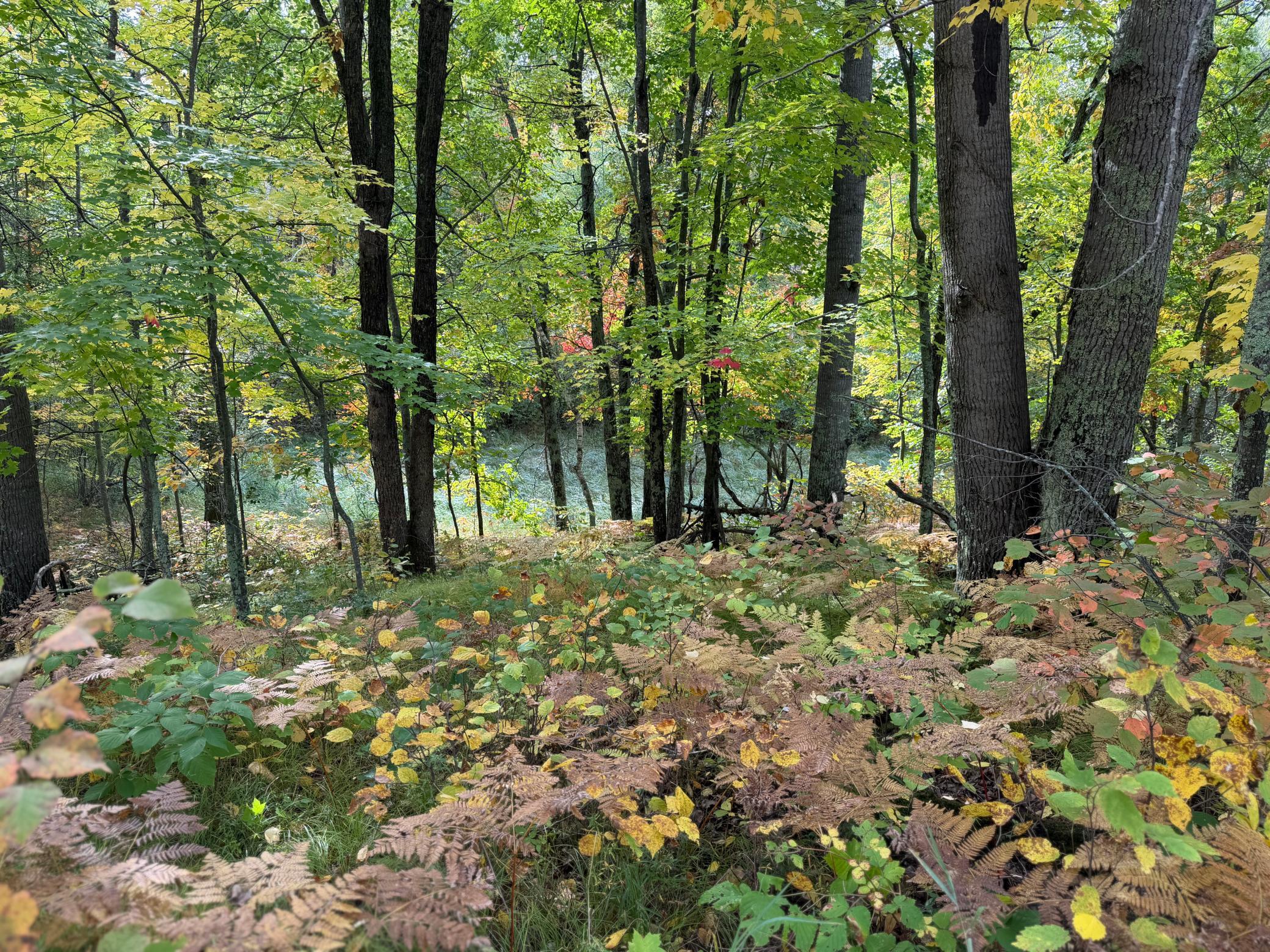 land for sale at 4558 Angelas Drive in Pine River, MN (photo 25 of 88)