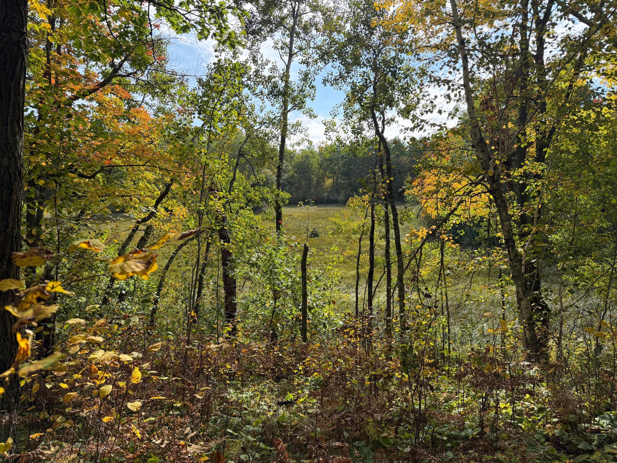 land for sale at 4558 Angelas Drive in Pine River, MN (photo 29 of 88)