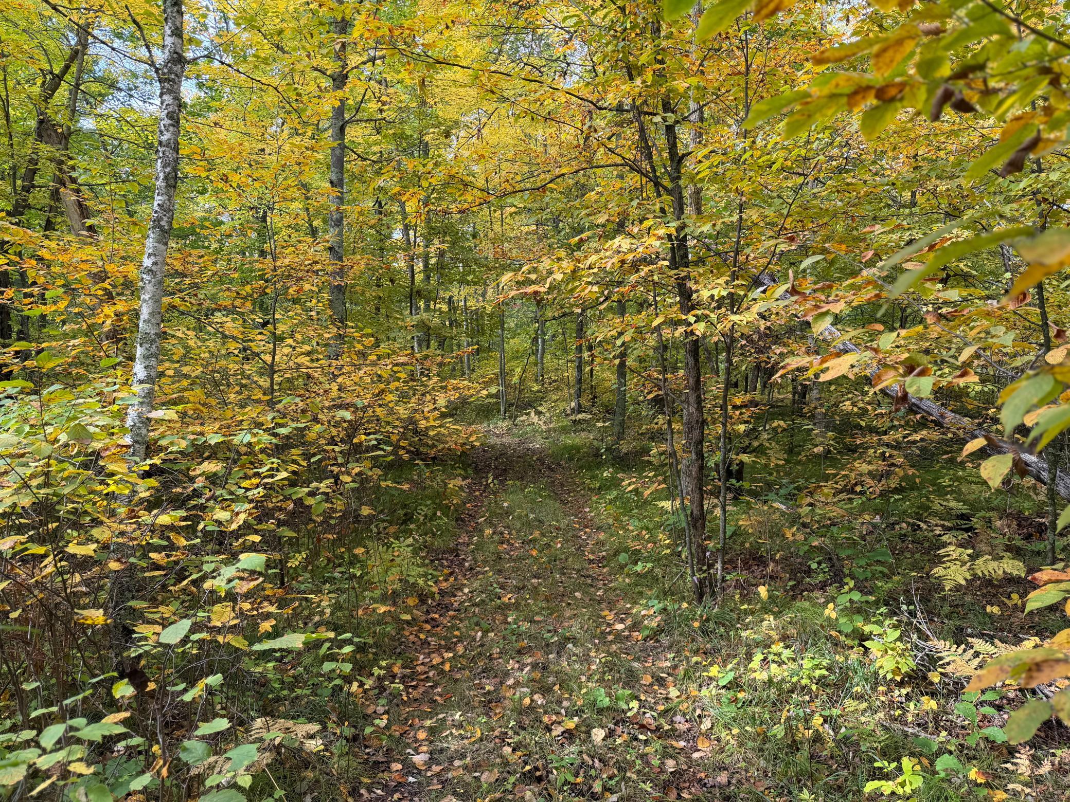 land for sale at 4558 Angelas Drive in Pine River, MN (photo 33 of 88)