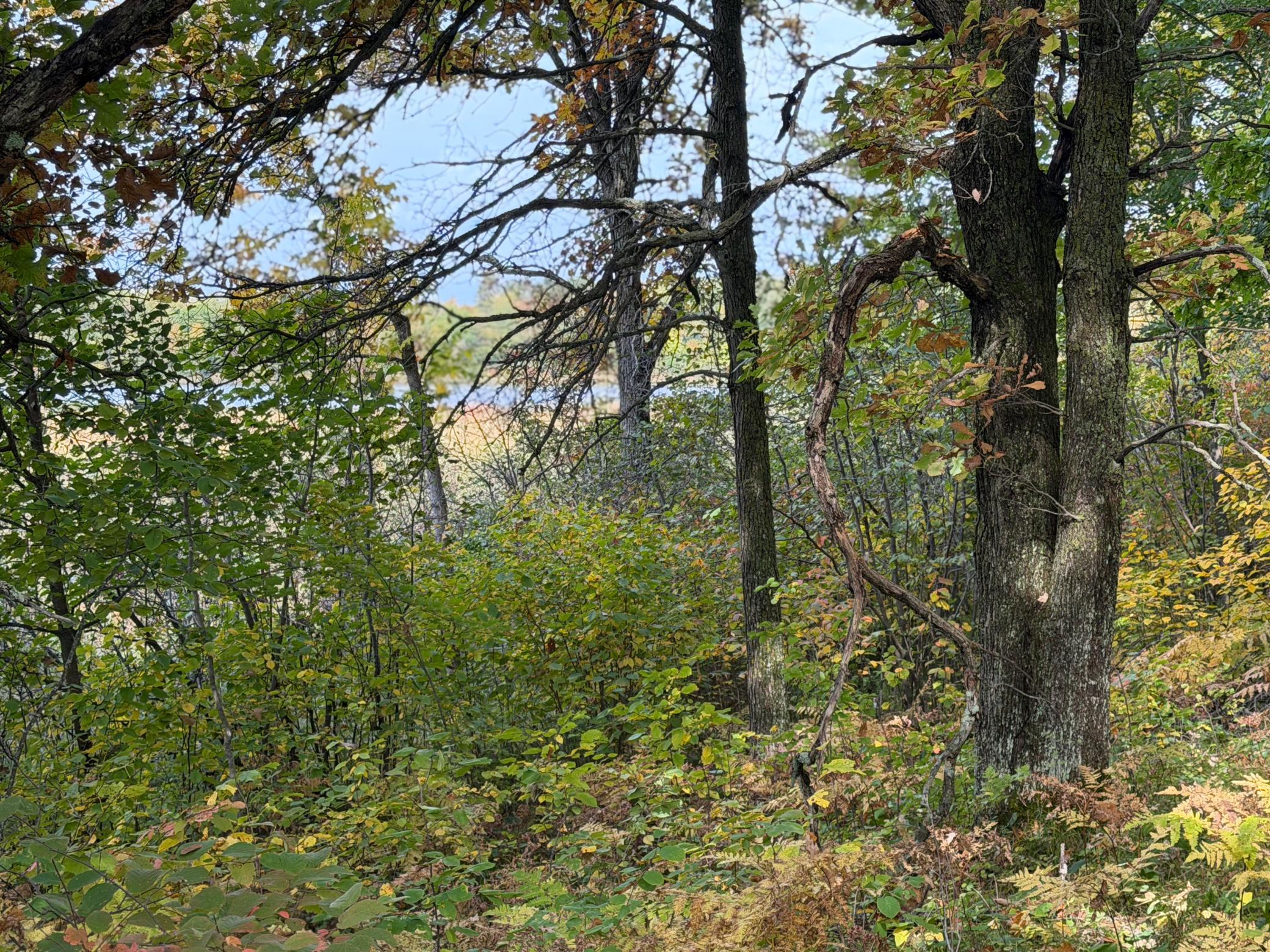 land for sale at 4558 Angelas Drive in Pine River, MN (photo 36 of 88)