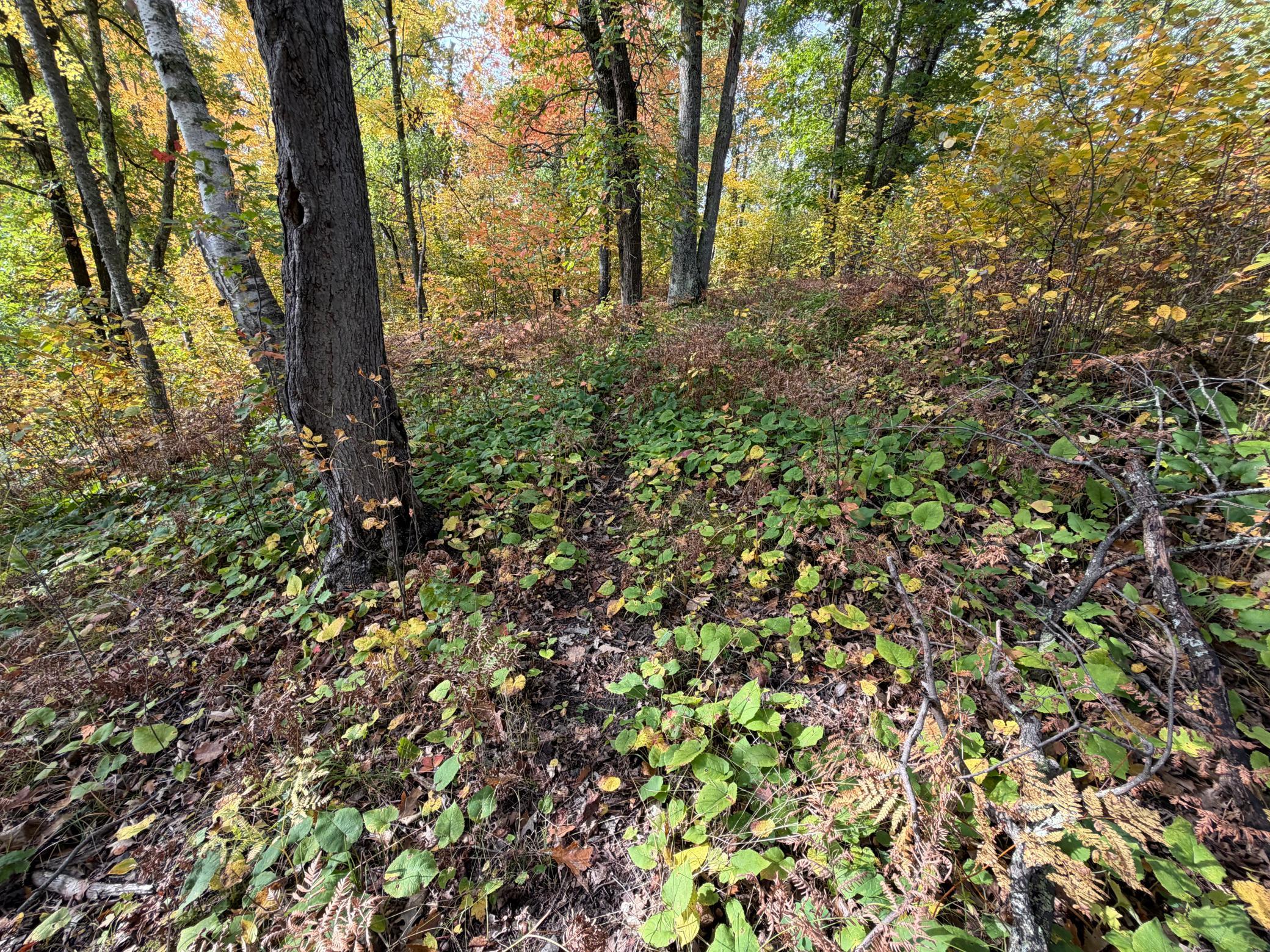 land for sale at 4558 Angelas Drive in Pine River, MN (photo 42 of 88)
