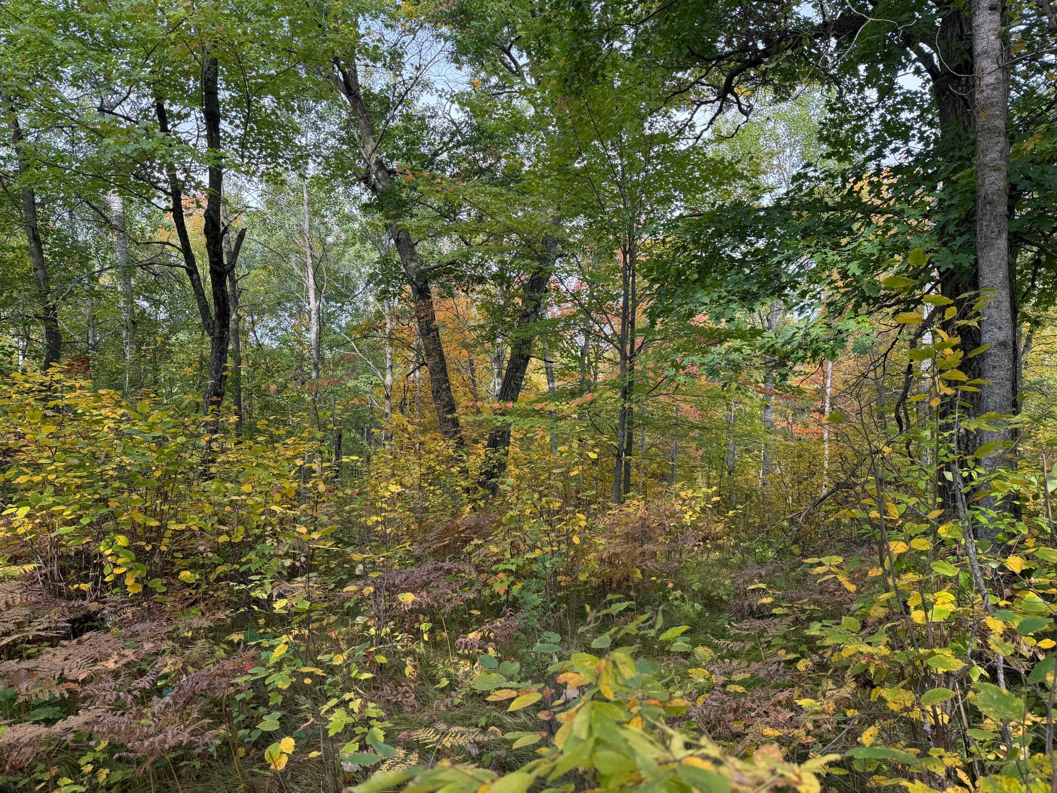 land for sale at 4558 Angelas Drive in Pine River, MN (photo 45 of 88)