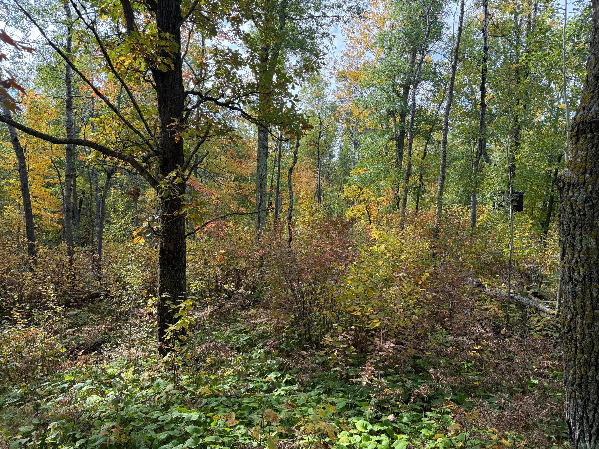 land for sale at 4558 Angelas Drive in Pine River, MN (photo 46 of 88)