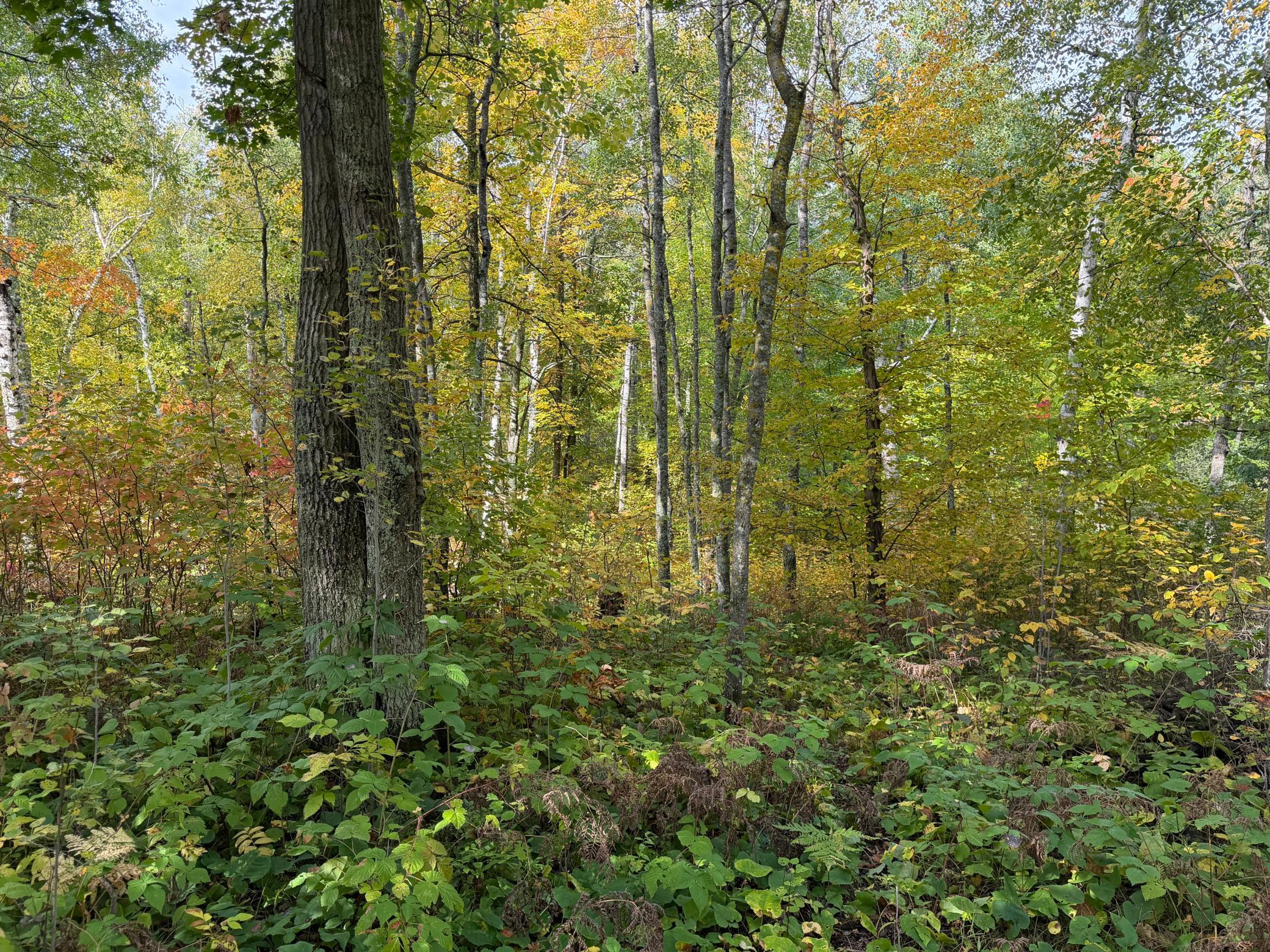 land for sale at 4558 Angelas Drive in Pine River, MN (photo 48 of 88)