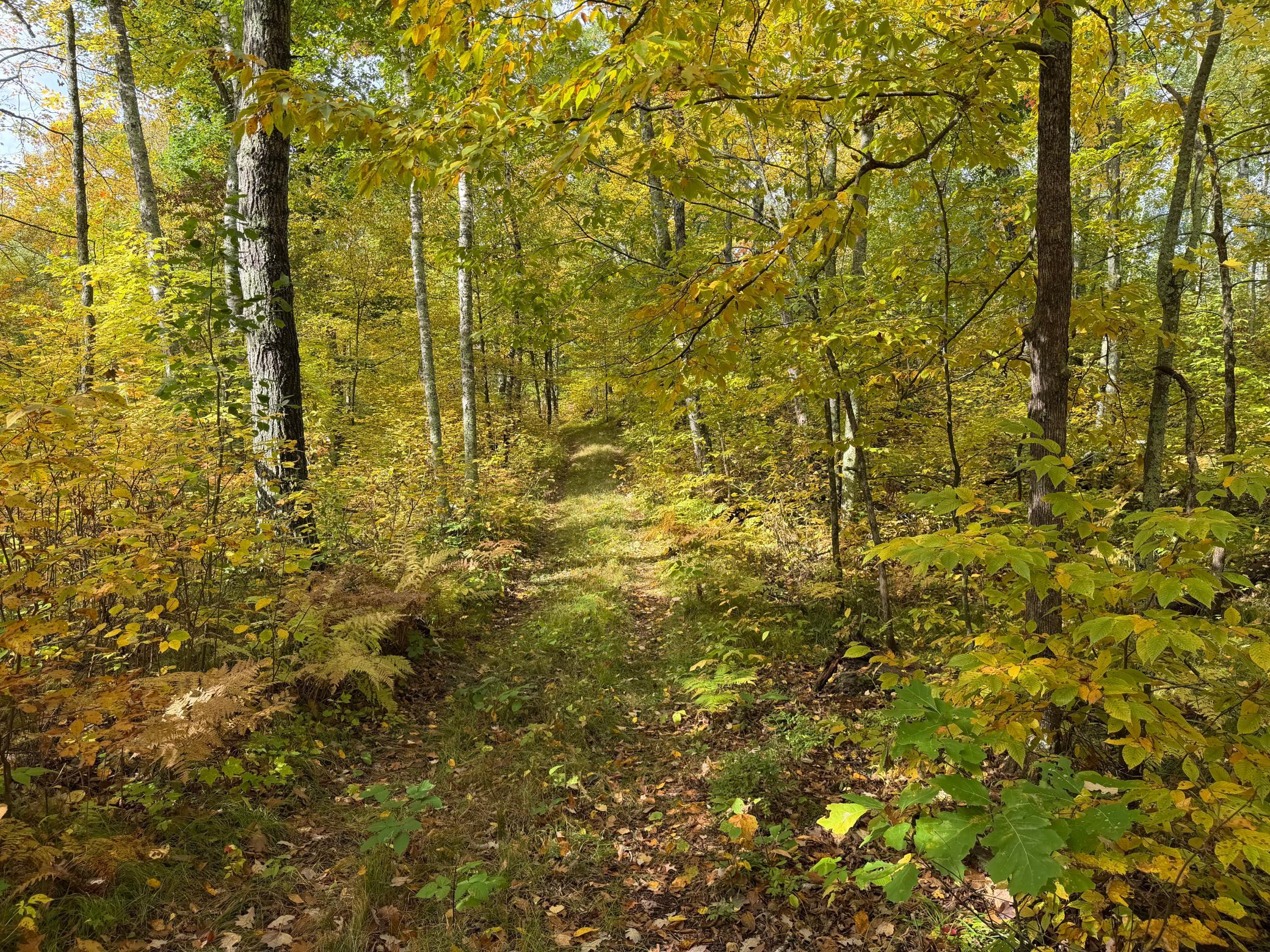 land for sale at 4558 Angelas Drive in Pine River, MN (photo 6 of 88)