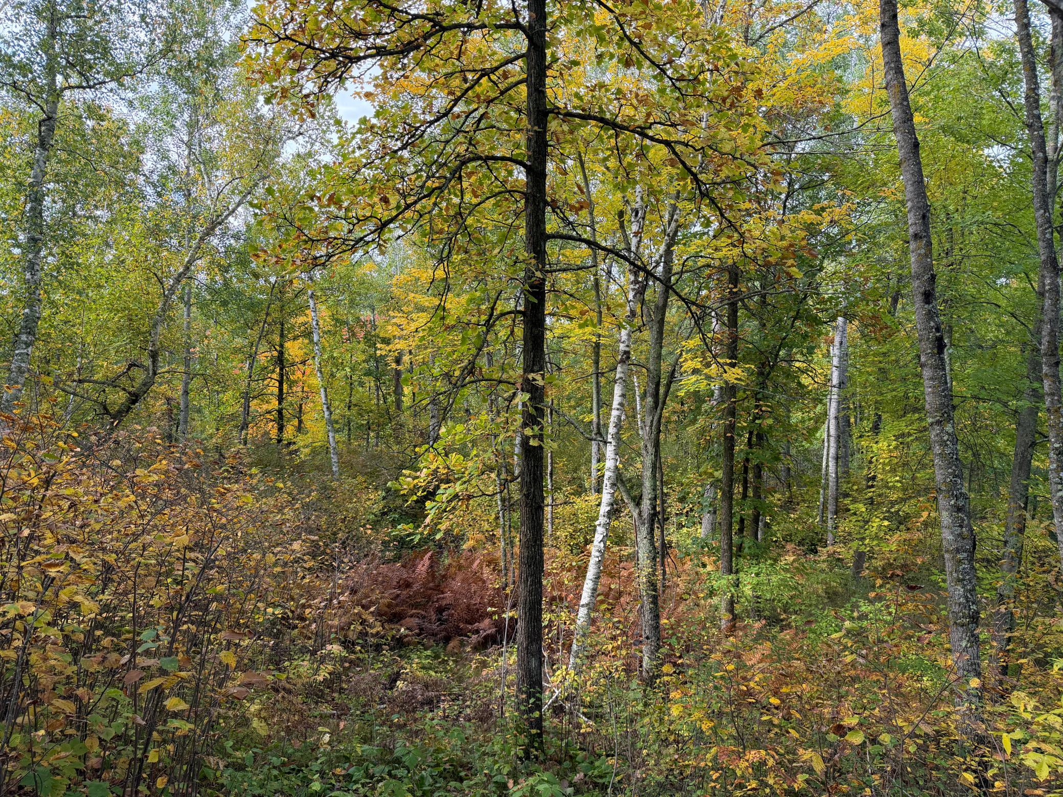 land for sale at 4558 Angelas Drive in Pine River, MN (photo 49 of 88)