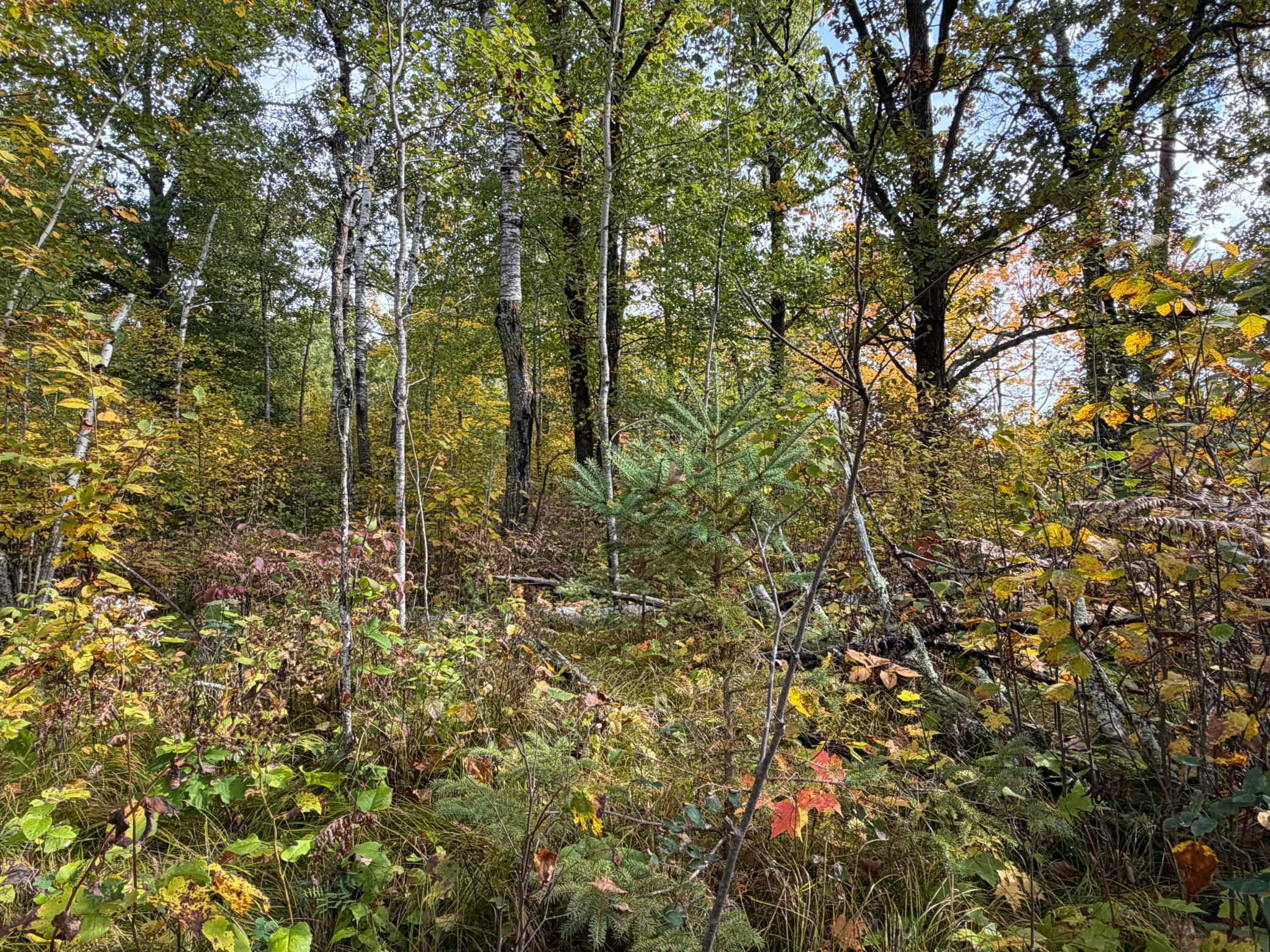 land for sale at 4558 Angelas Drive in Pine River, MN (photo 50 of 88)
