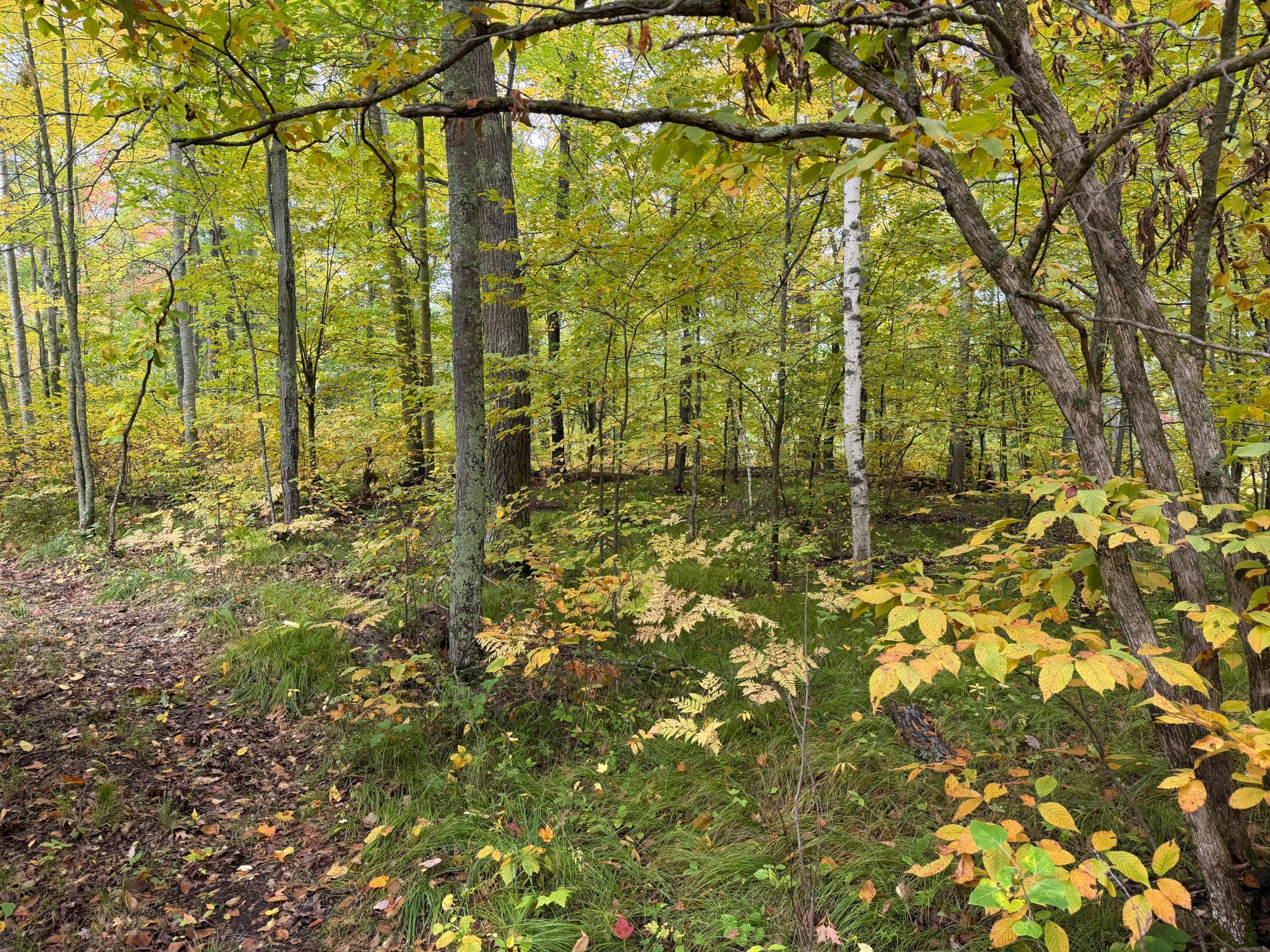 land for sale at 4558 Angelas Drive in Pine River, MN (photo 51 of 88)