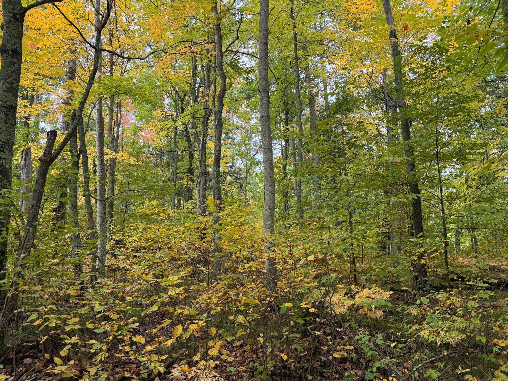 land for sale at 4558 Angelas Drive in Pine River, MN (photo 52 of 88)