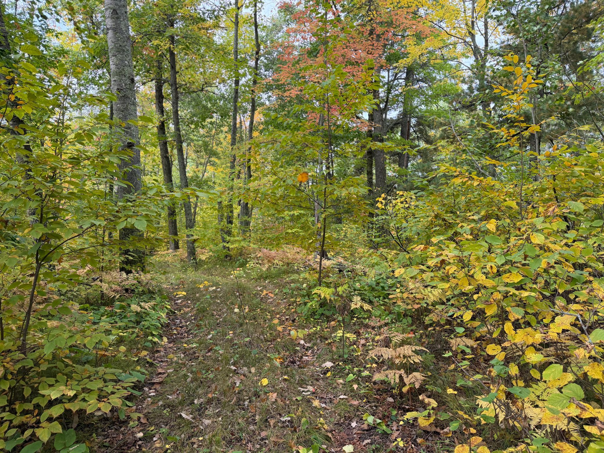 land for sale at 4558 Angelas Drive in Pine River, MN (photo 53 of 88)