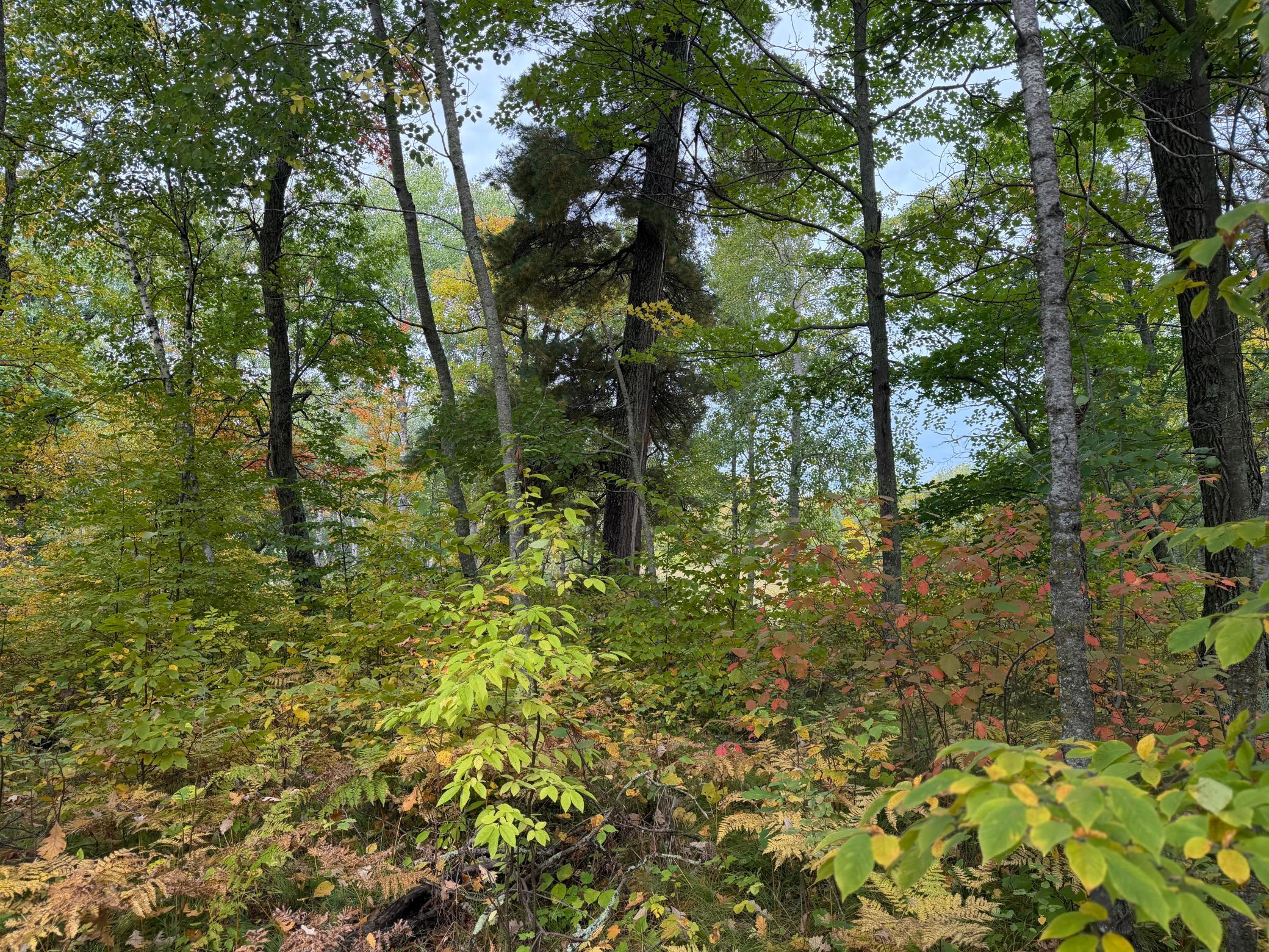 land for sale at 4558 Angelas Drive in Pine River, MN (photo 54 of 88)