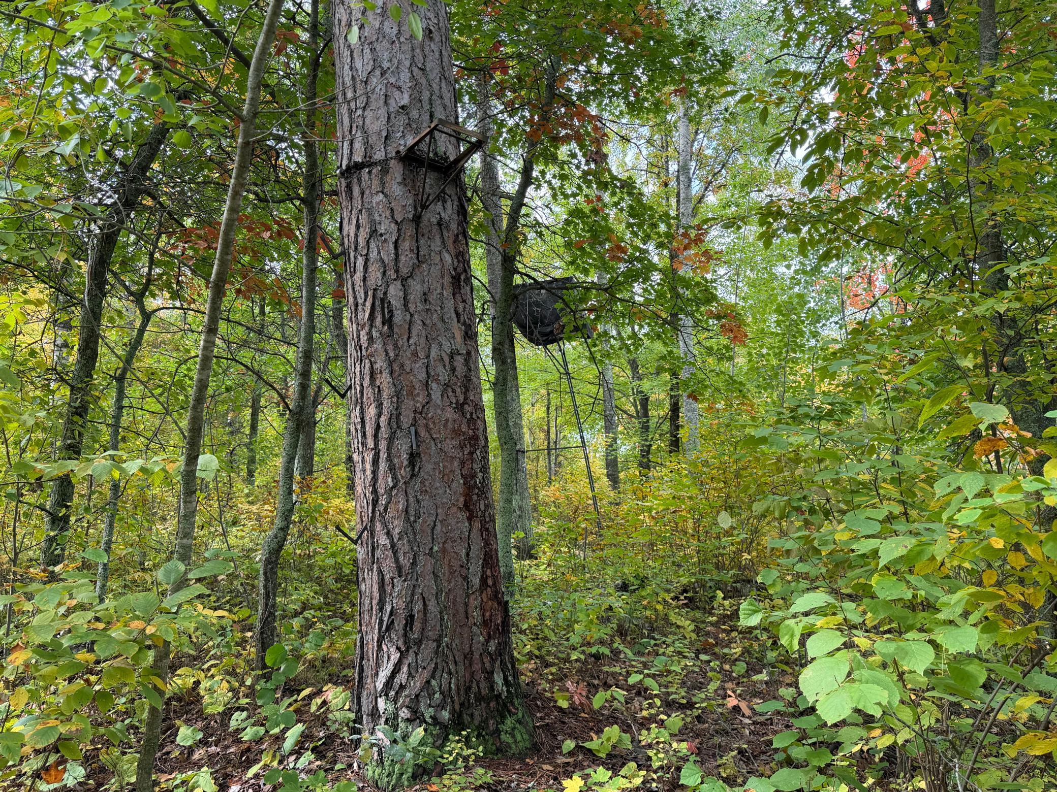 land for sale at 4558 Angelas Drive in Pine River, MN (photo 55 of 88)