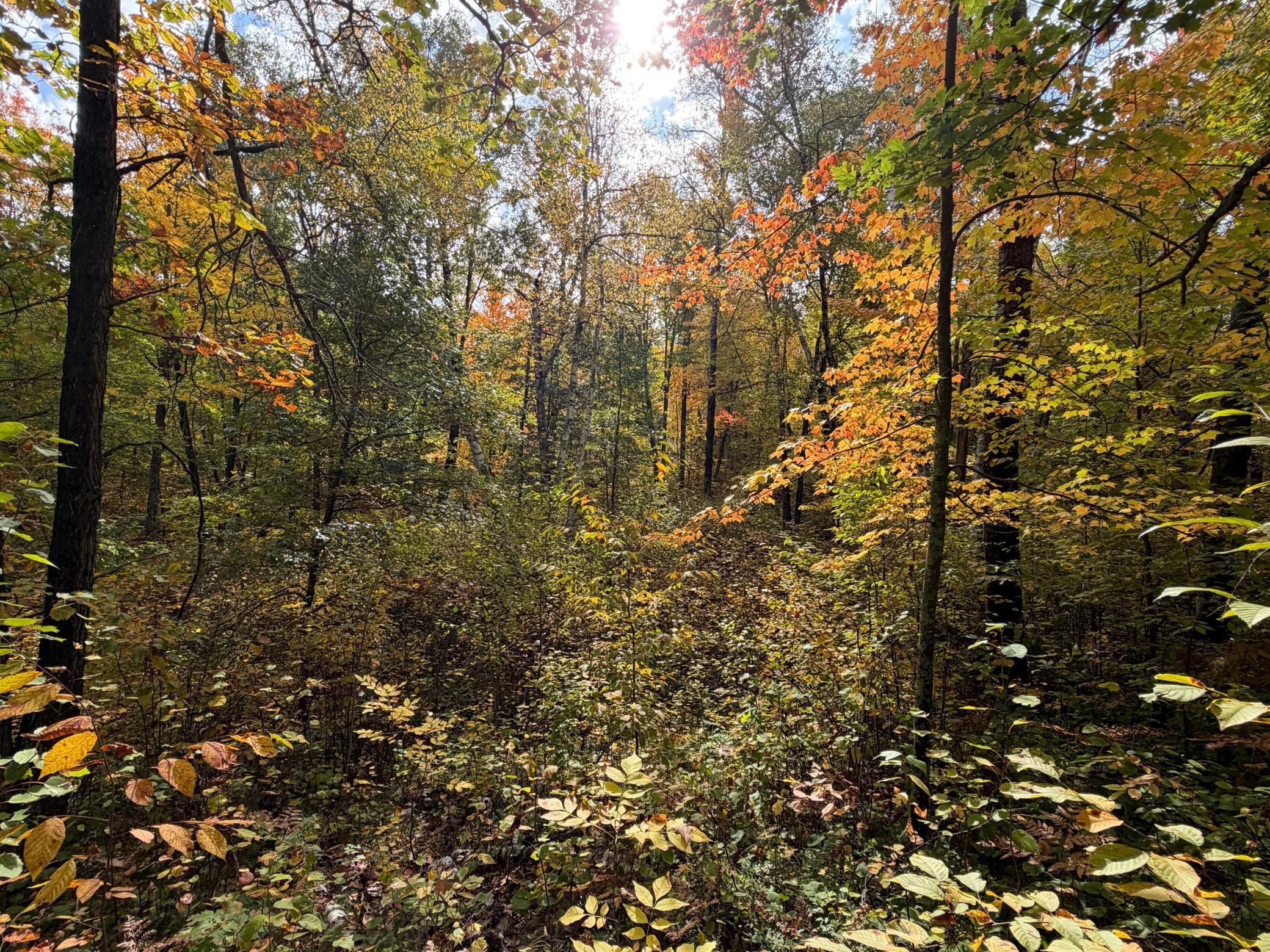land for sale at 4558 Angelas Drive in Pine River, MN (photo 56 of 88)