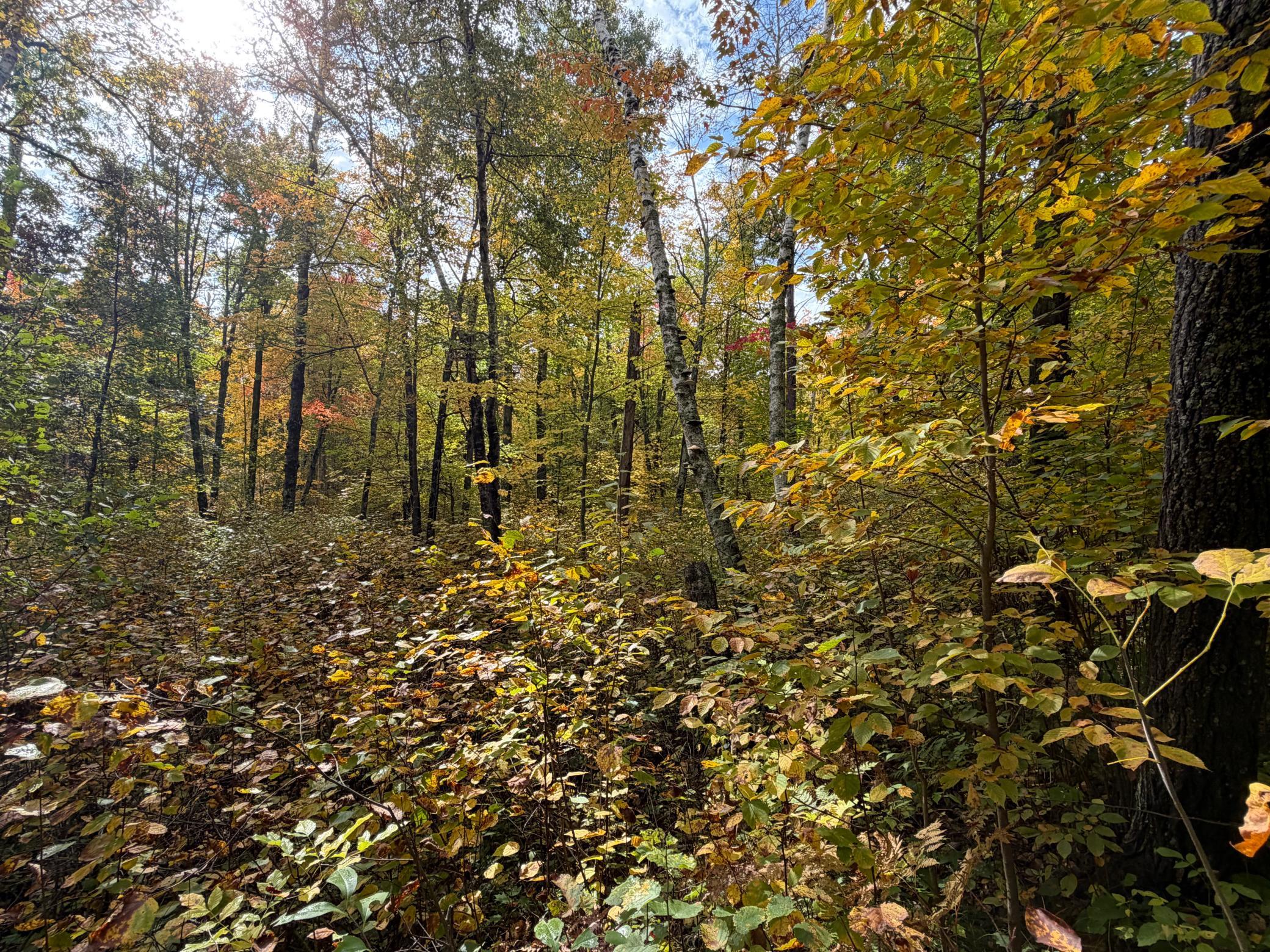 land for sale at 4558 Angelas Drive in Pine River, MN (photo 58 of 88)