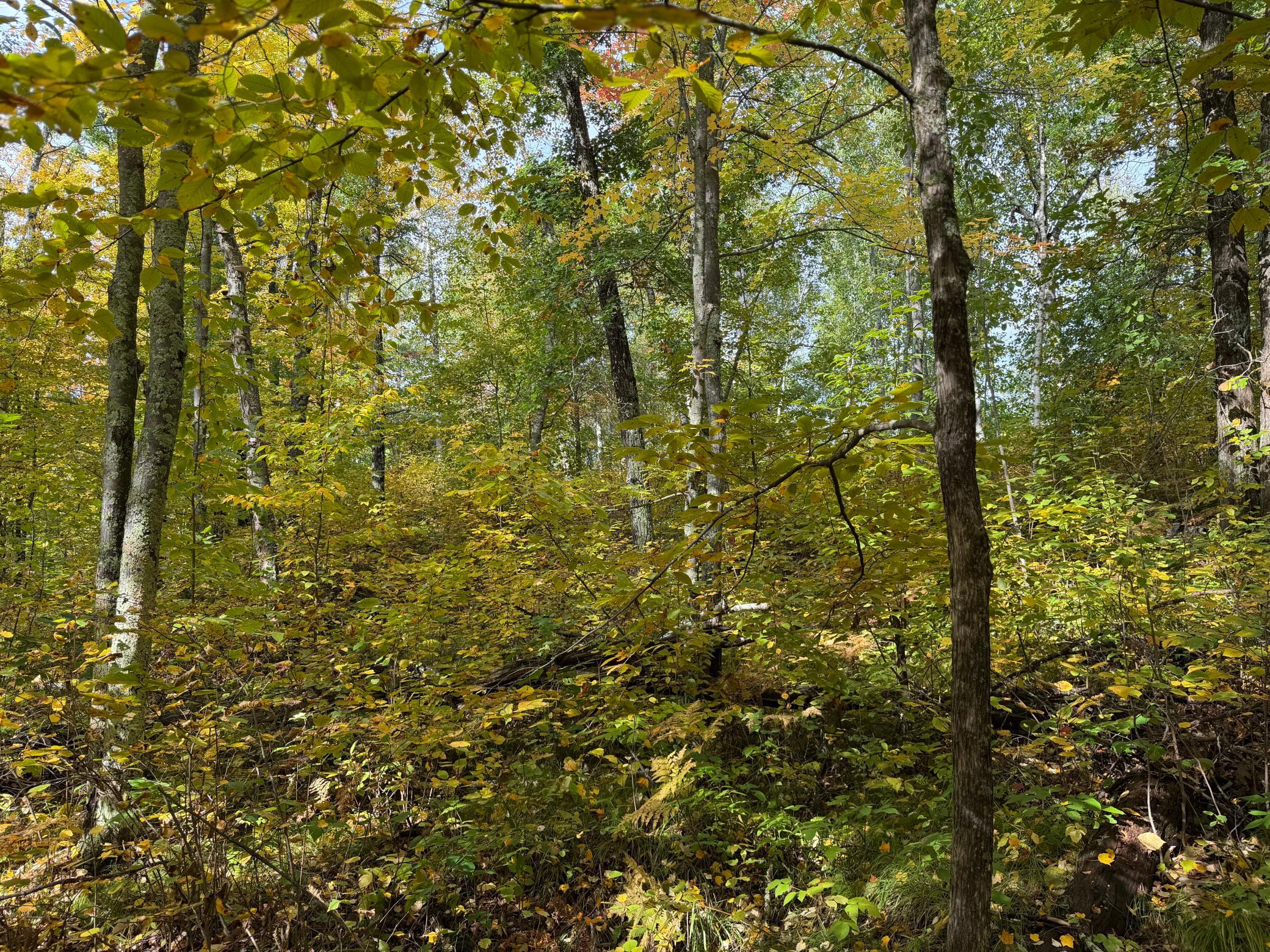 land for sale at 4558 Angelas Drive in Pine River, MN (photo 59 of 88)