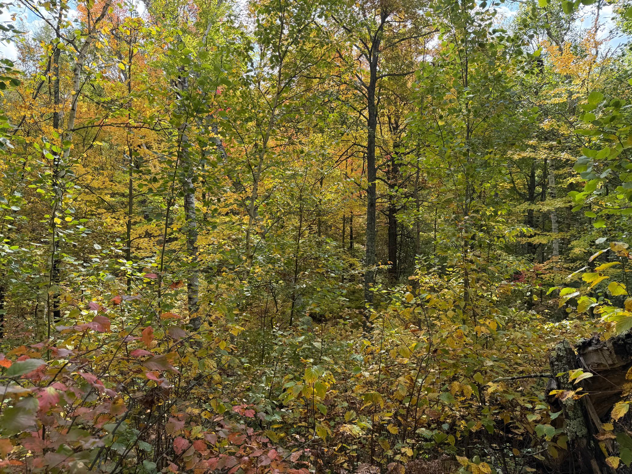 land for sale at 4558 Angelas Drive in Pine River, MN (photo 60 of 88)