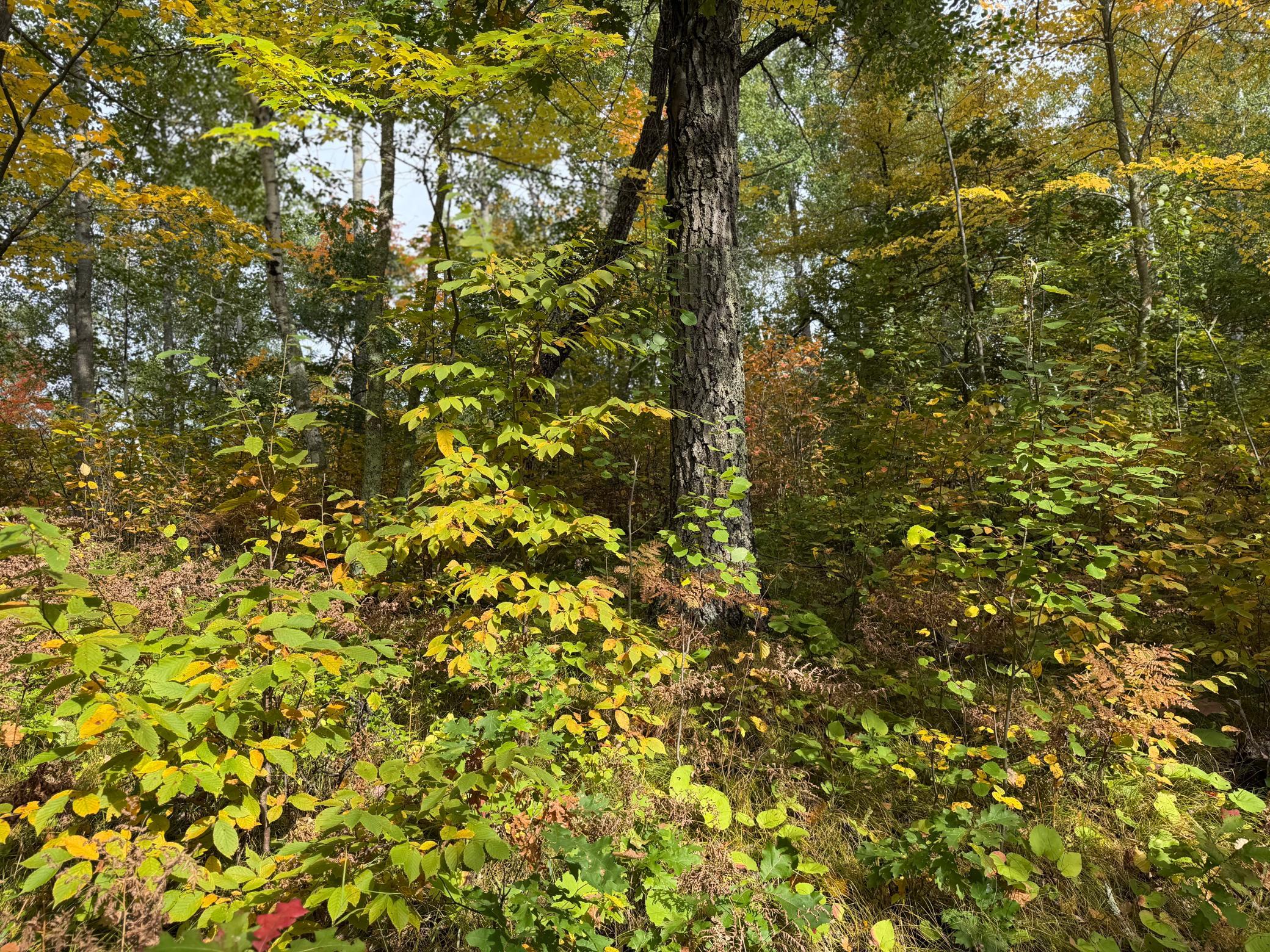 land for sale at 4558 Angelas Drive in Pine River, MN (photo 61 of 88)