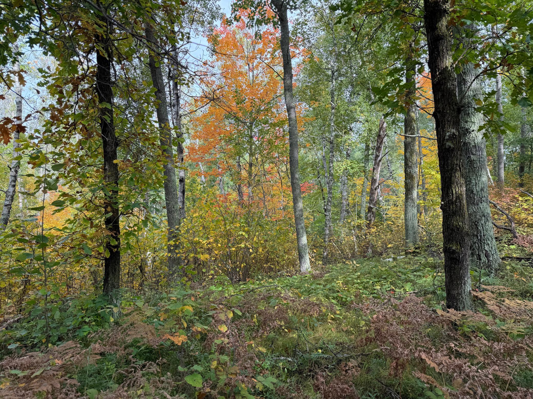land for sale at 4558 Angelas Drive in Pine River, MN (photo 62 of 88)