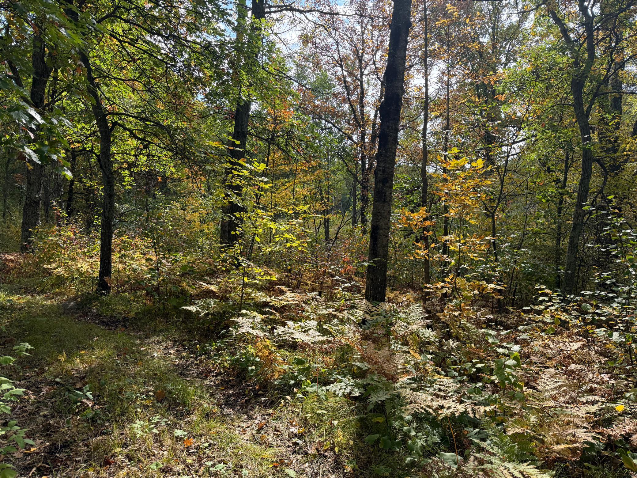 land for sale at 4558 Angelas Drive in Pine River, MN (photo 63 of 88)