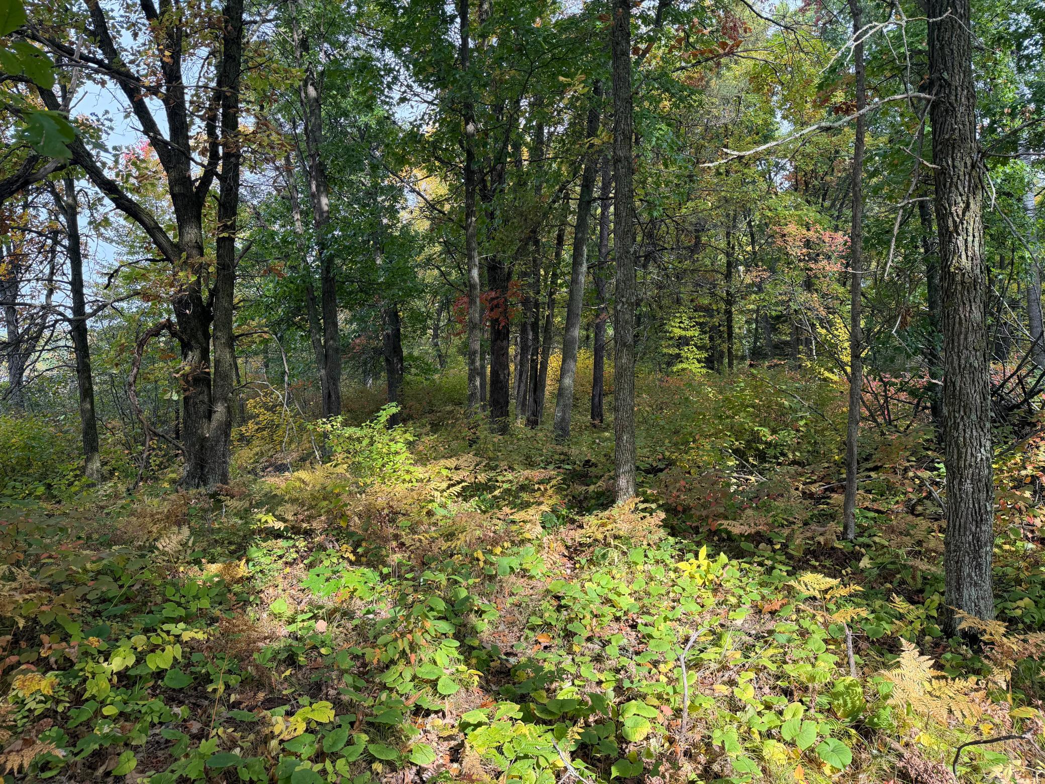 land for sale at 4558 Angelas Drive in Pine River, MN (photo 65 of 88)