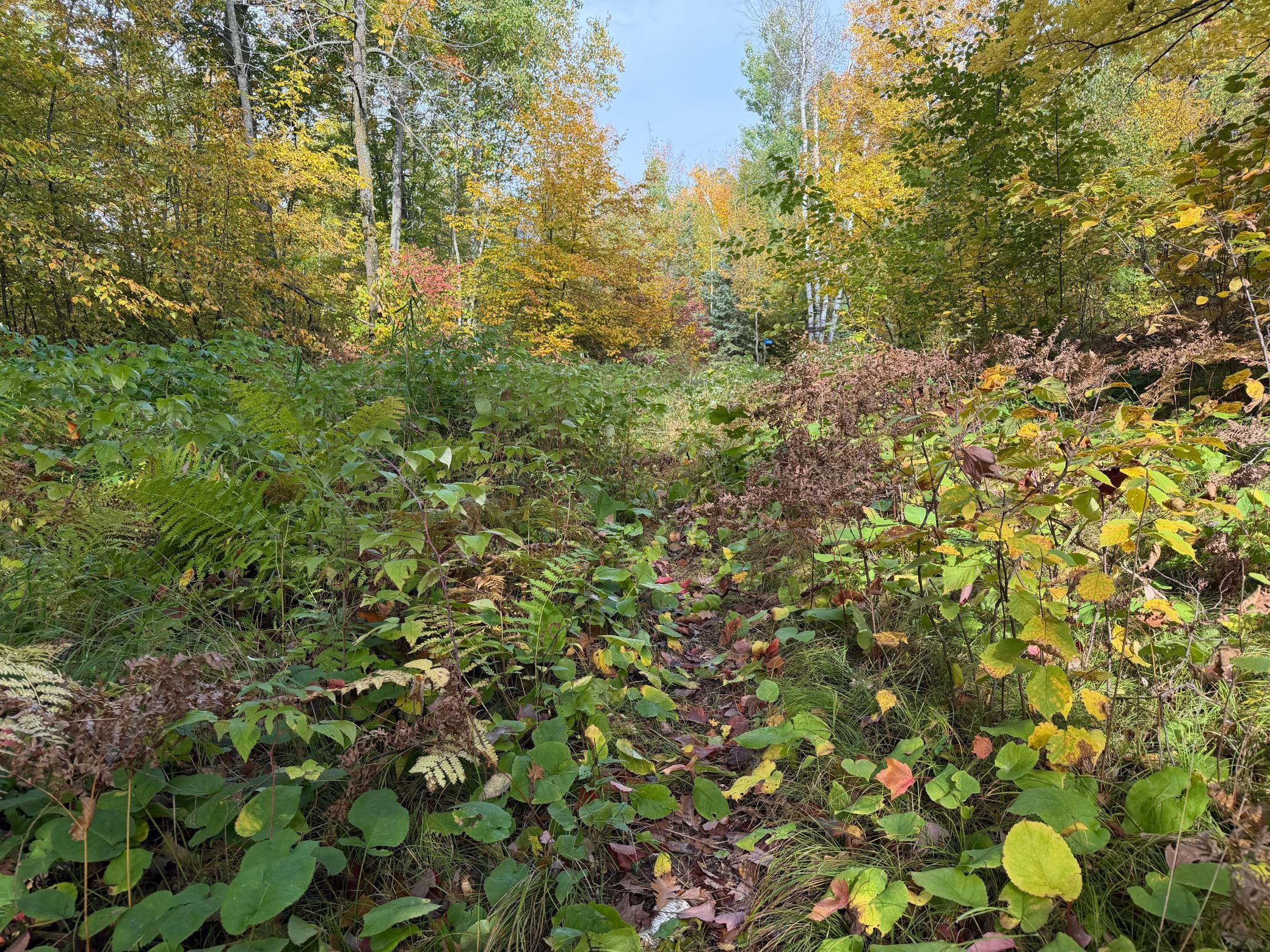 land for sale at 4558 Angelas Drive in Pine River, MN (photo 66 of 88)