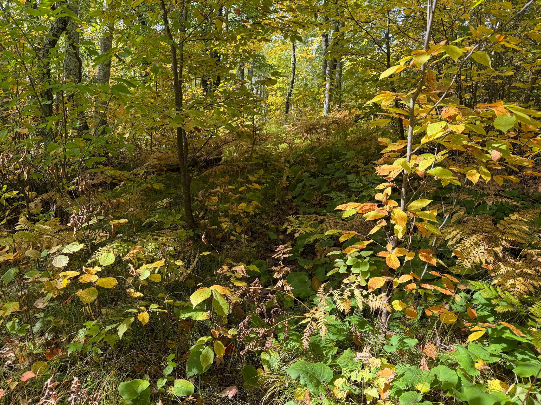 land for sale at 4558 Angelas Drive in Pine River, MN (photo 67 of 88)