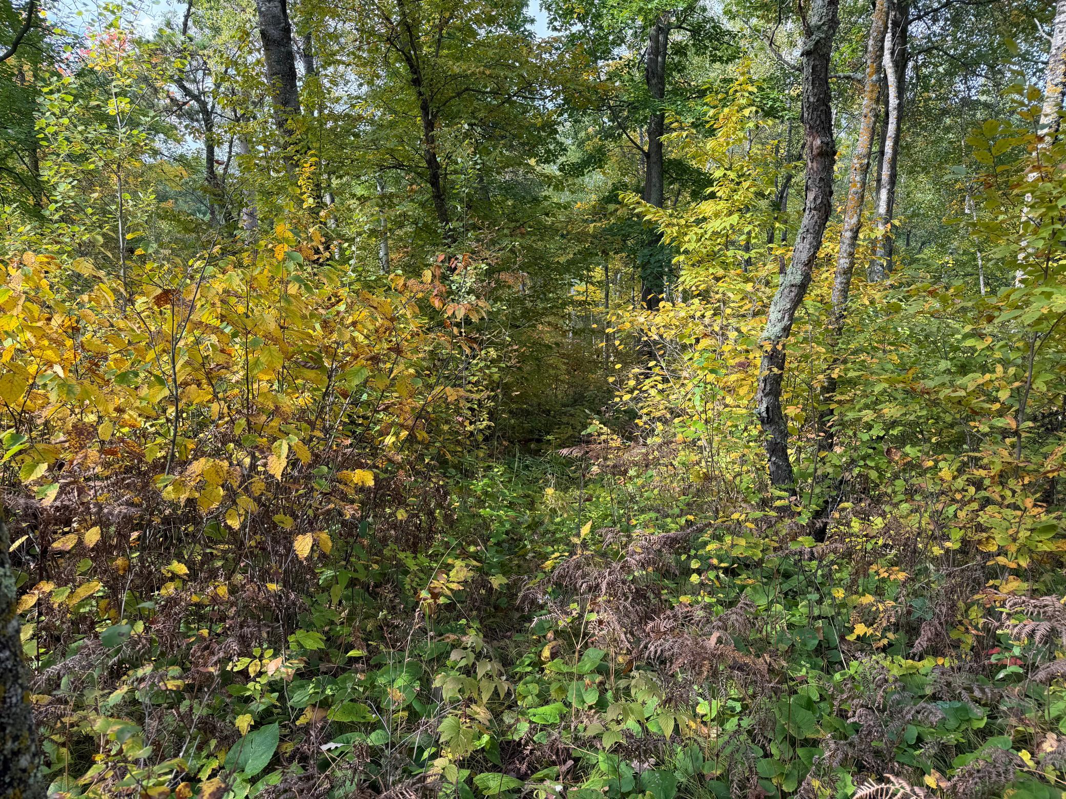 land for sale at 4558 Angelas Drive in Pine River, MN (photo 68 of 88)