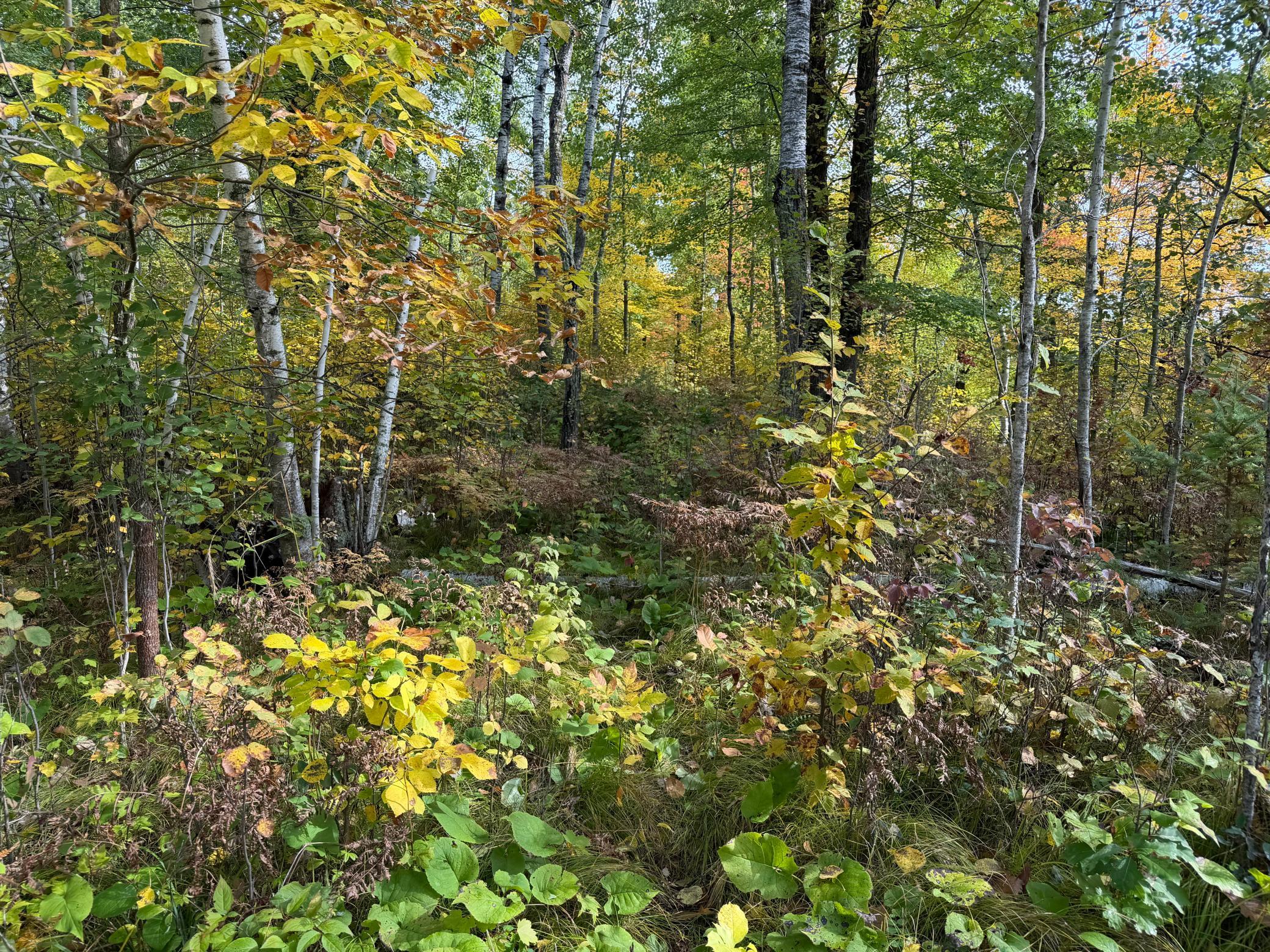 land for sale at 4558 Angelas Drive in Pine River, MN (photo 69 of 88)