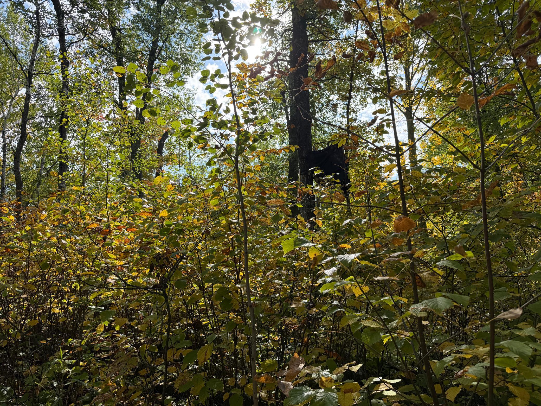land for sale at 4558 Angelas Drive in Pine River, MN (photo 70 of 88)