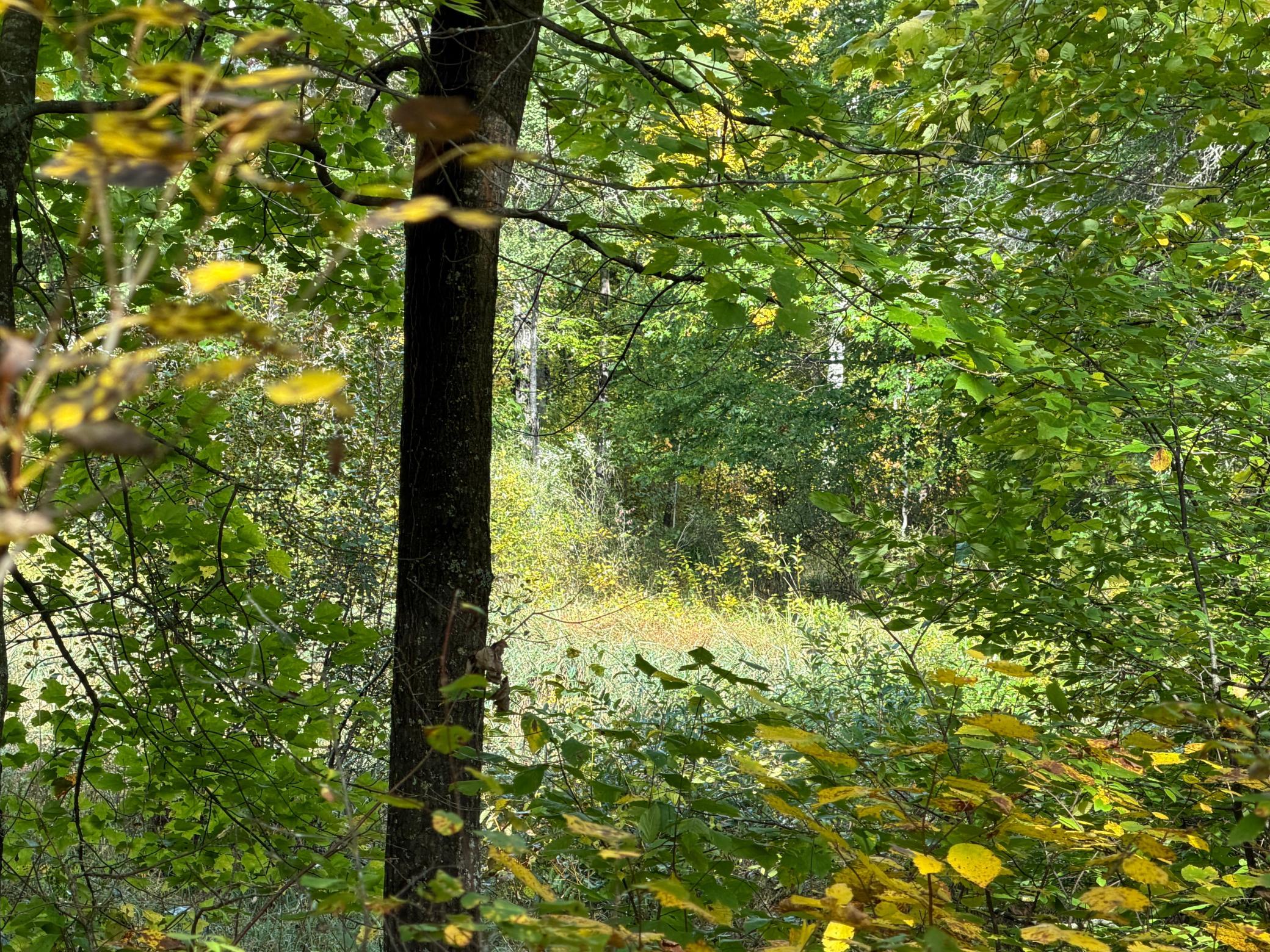 land for sale at 4558 Angelas Drive in Pine River, MN (photo 71 of 88)