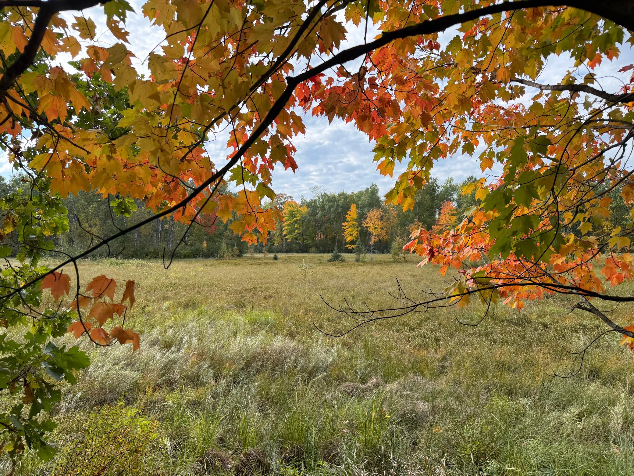 land for sale at 4558 Angelas Drive in Pine River, MN (photo 72 of 88)