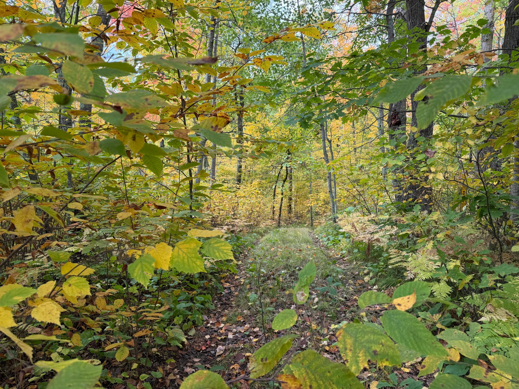 land for sale at 4558 Angelas Drive in Pine River, MN (photo 74 of 88)