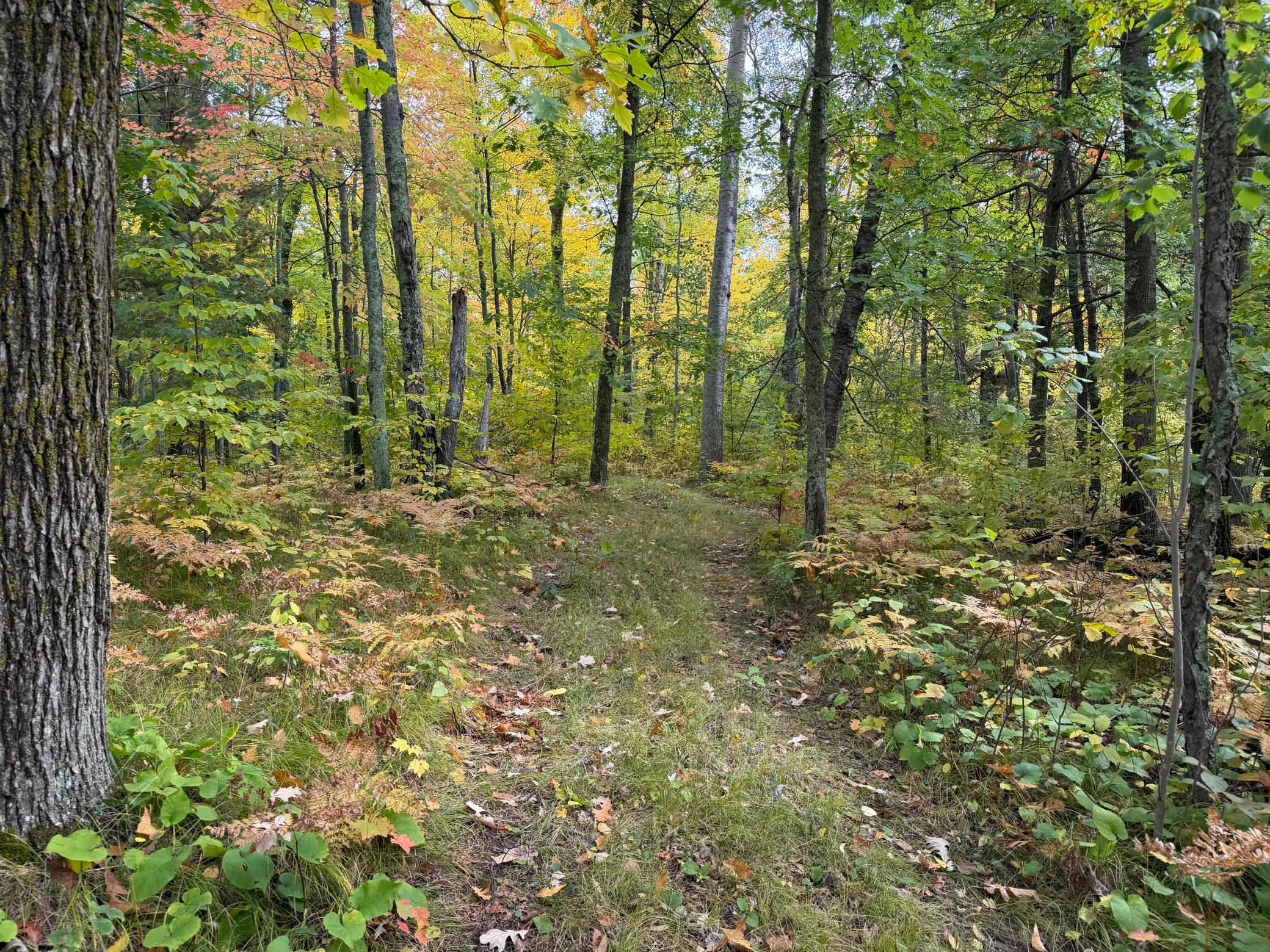 land for sale at 4558 Angelas Drive in Pine River, MN (photo 75 of 88)