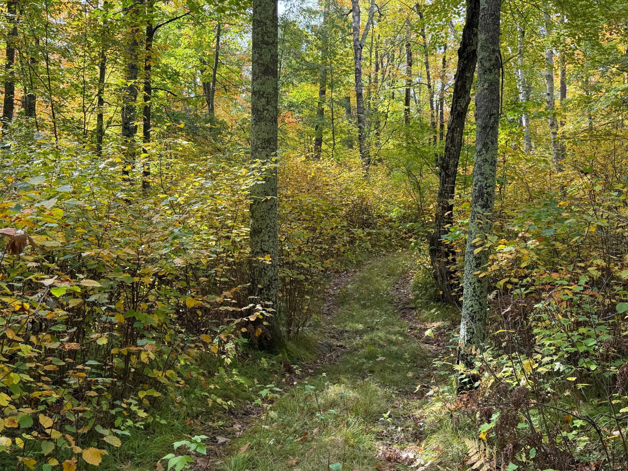 land for sale at 4558 Angelas Drive in Pine River, MN (photo 77 of 88)