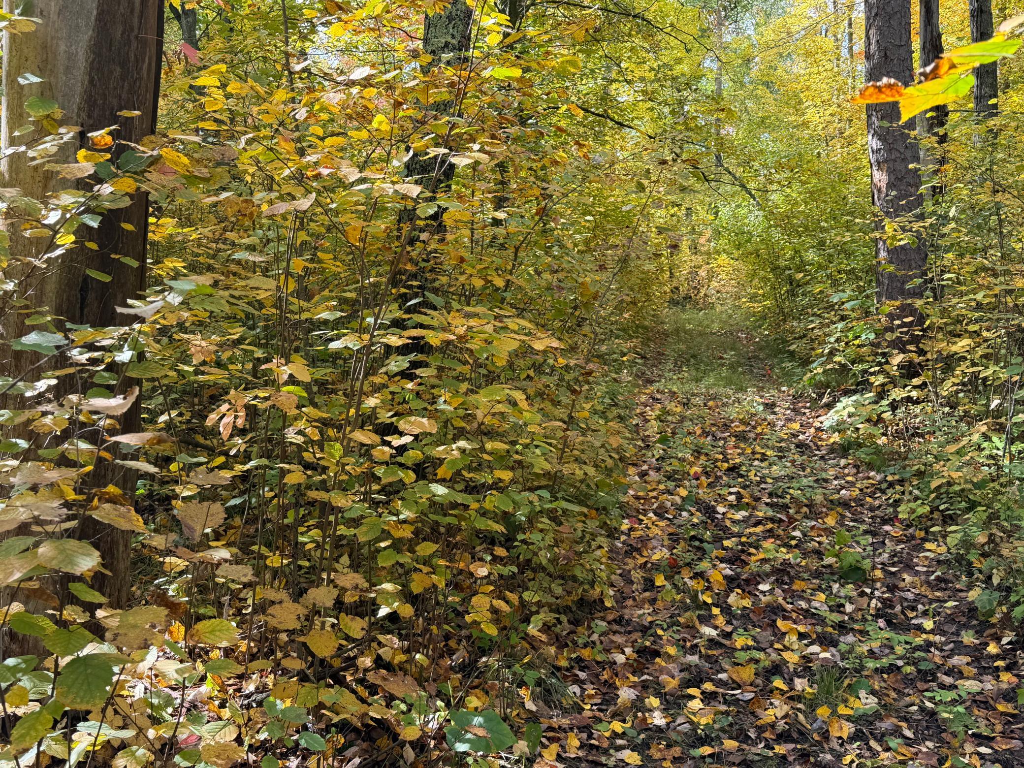 land for sale at 4558 Angelas Drive in Pine River, MN (photo 78 of 88)