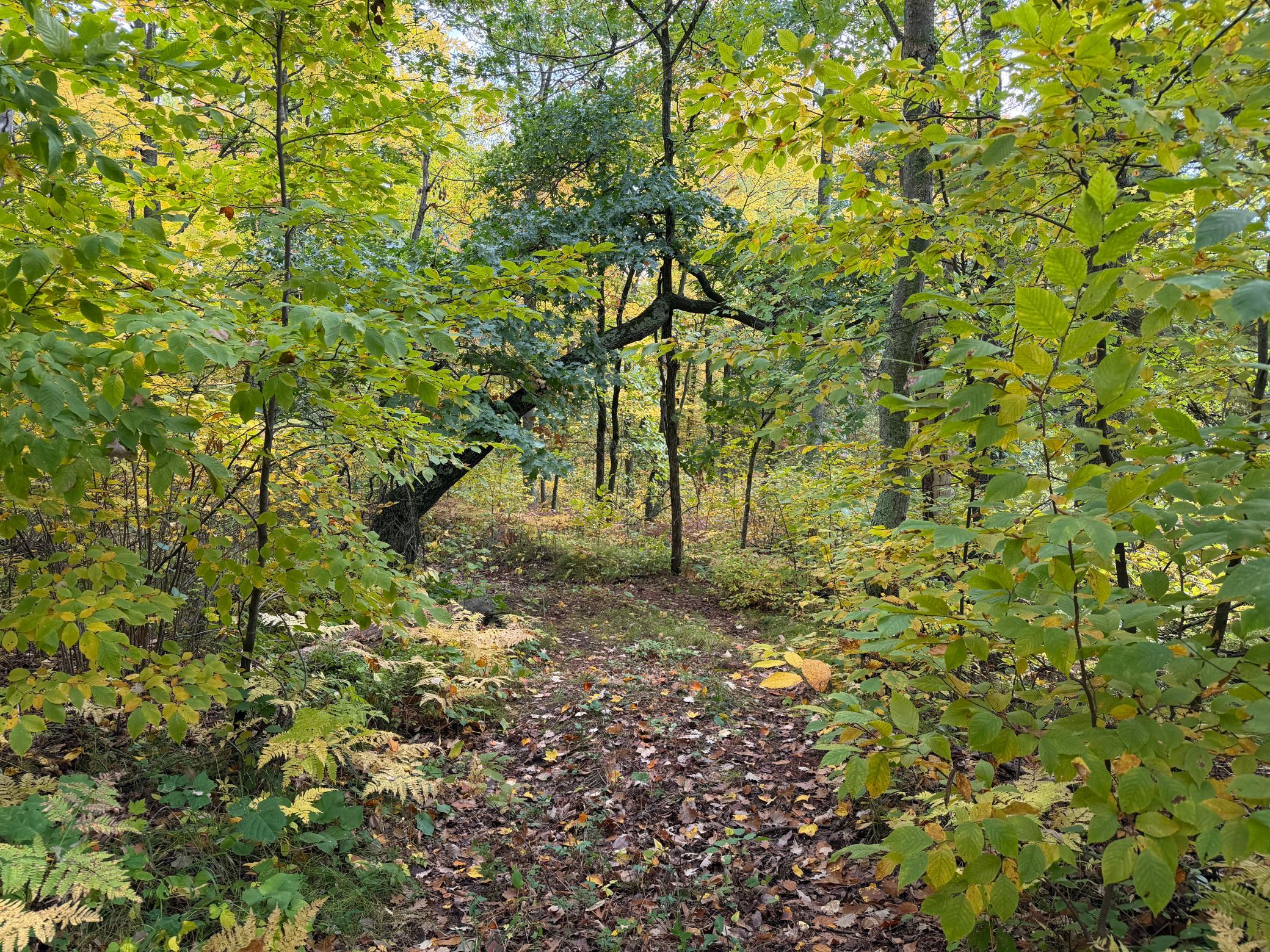 land for sale at 4558 Angelas Drive in Pine River, MN (photo 9 of 88)