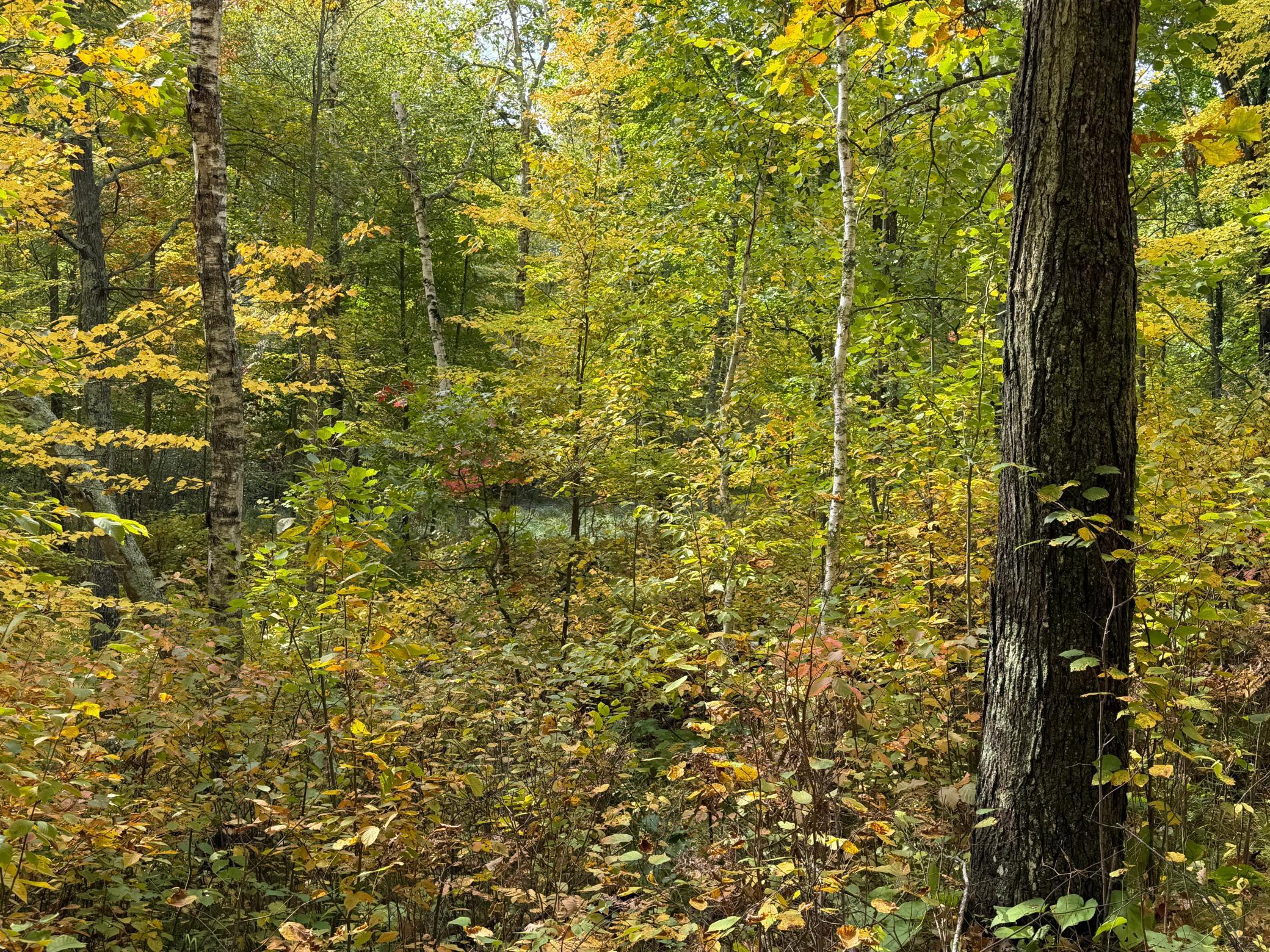 land for sale at 4558 Angelas Drive in Pine River, MN (photo 80 of 88)