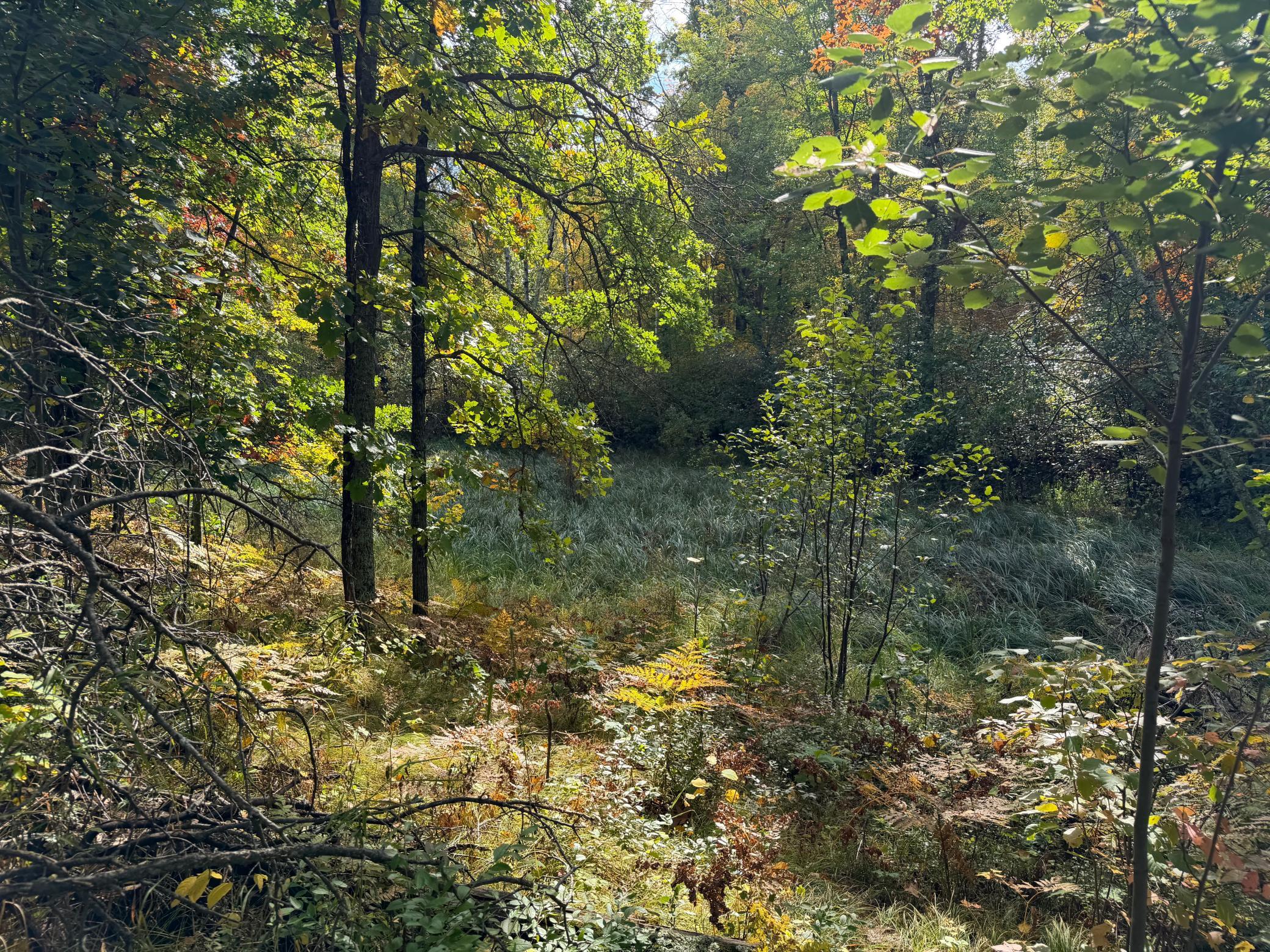 land for sale at 4558 Angelas Drive in Pine River, MN (photo 81 of 88)